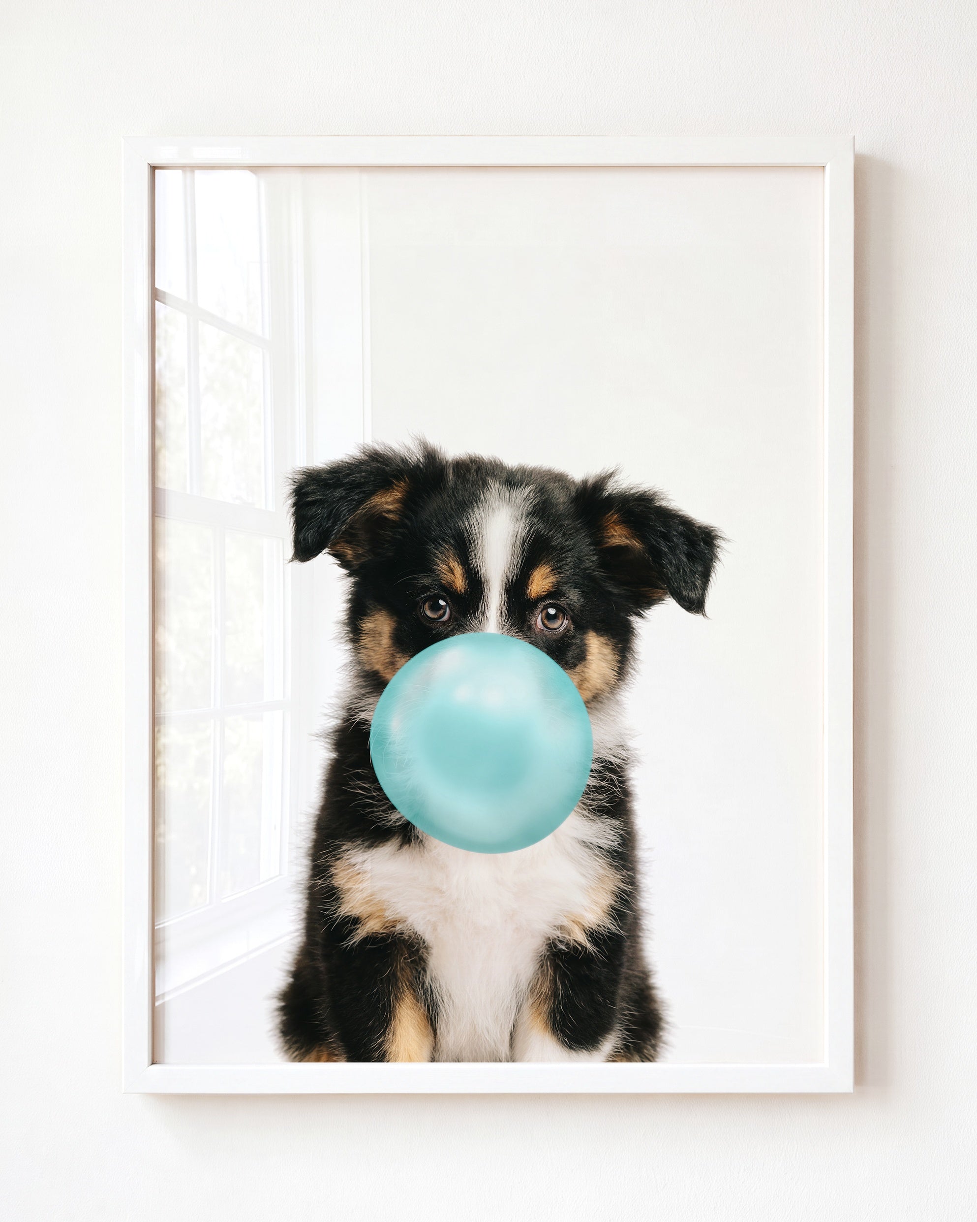 Baby Australian Shepherd Puppy