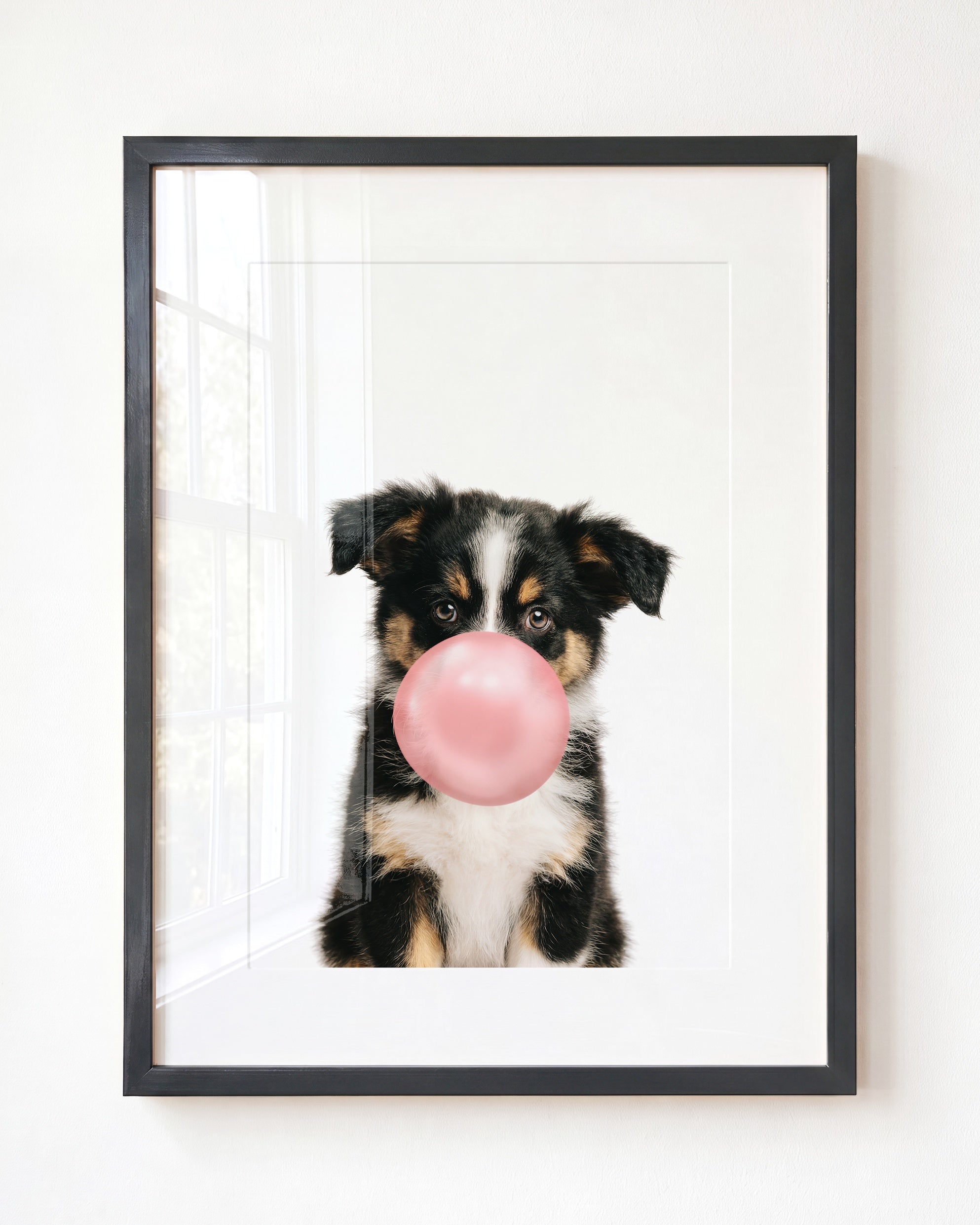 Baby Australian Shepherd Puppy