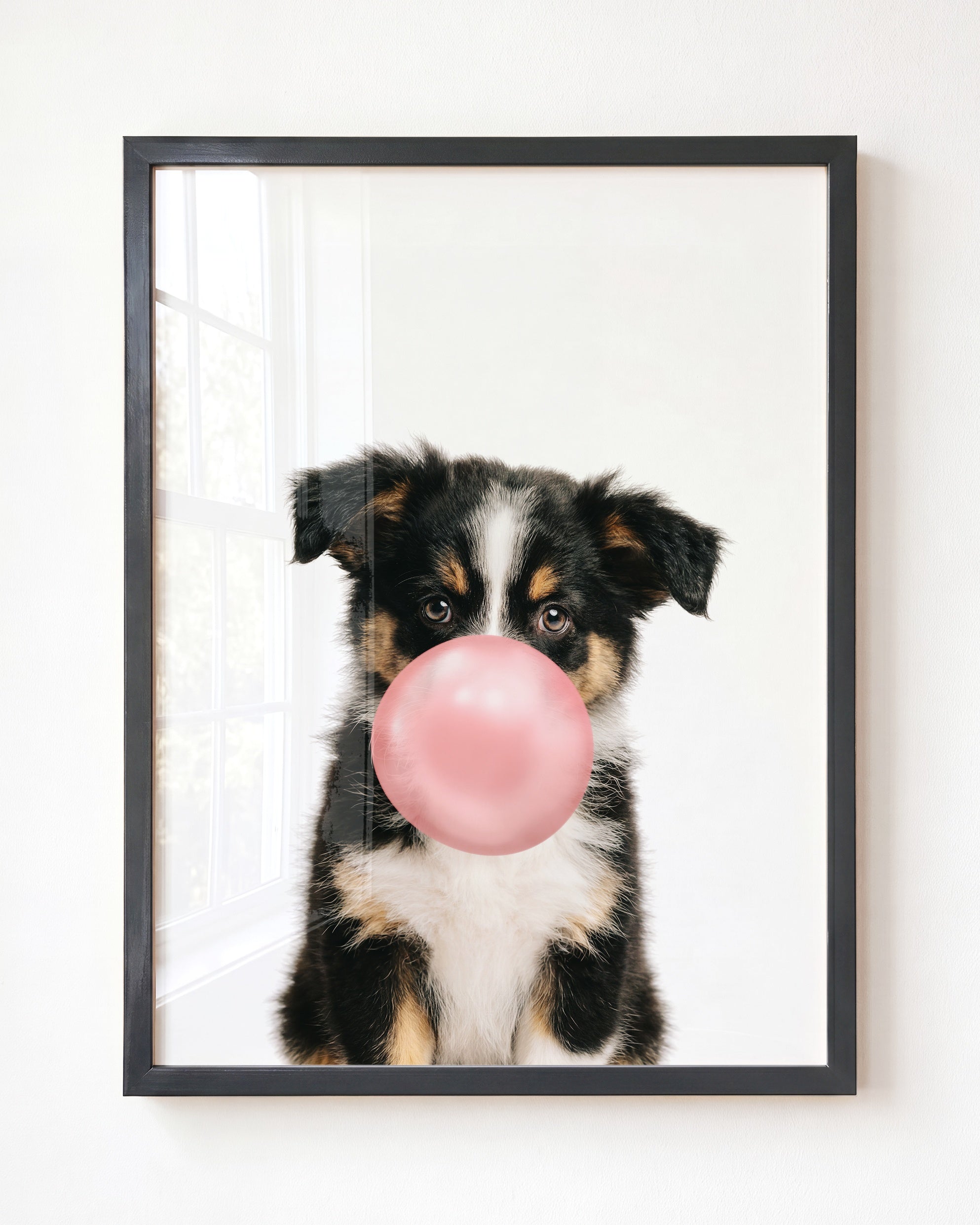 Baby Australian Shepherd Puppy