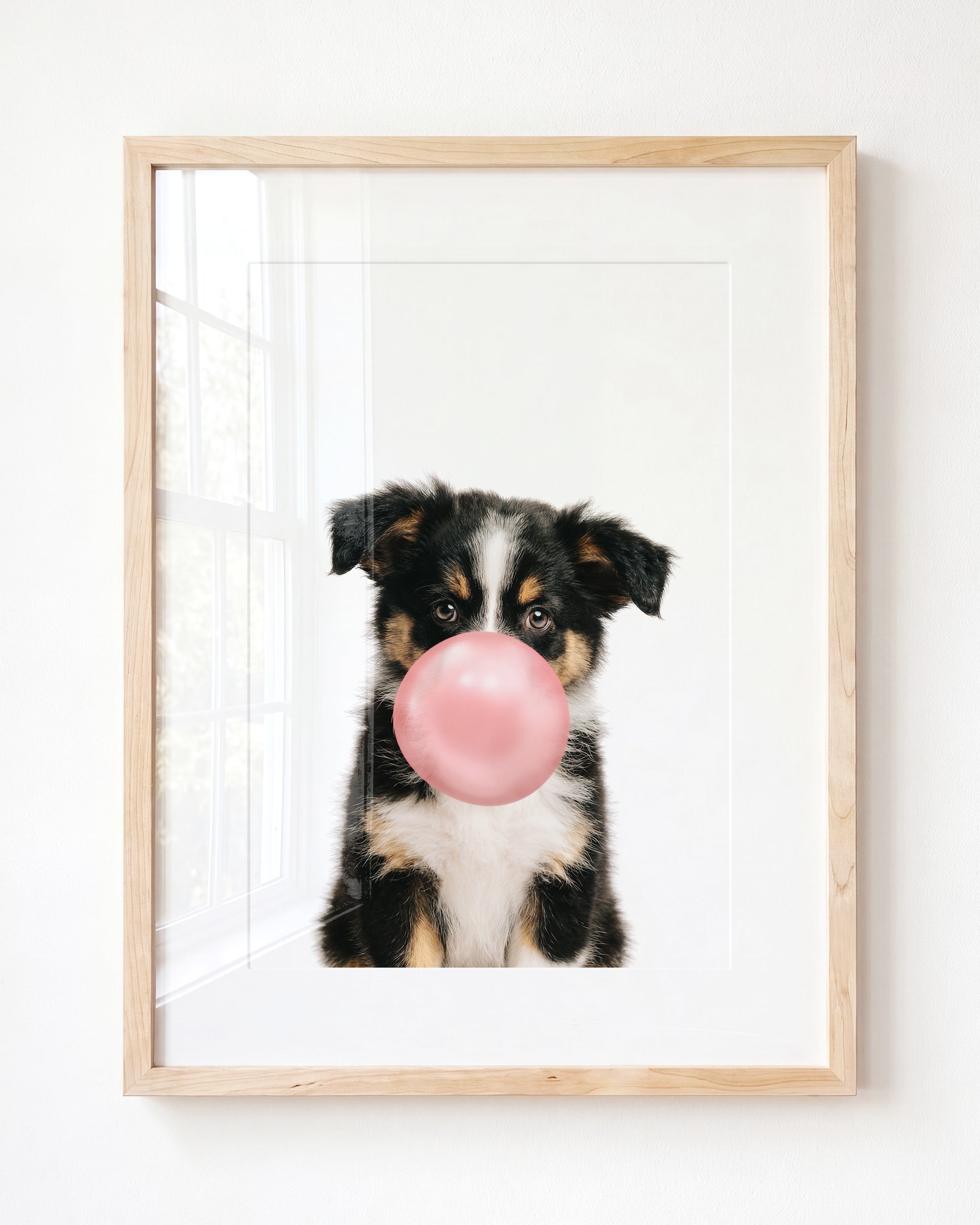 Baby Australian Shepherd Puppy
