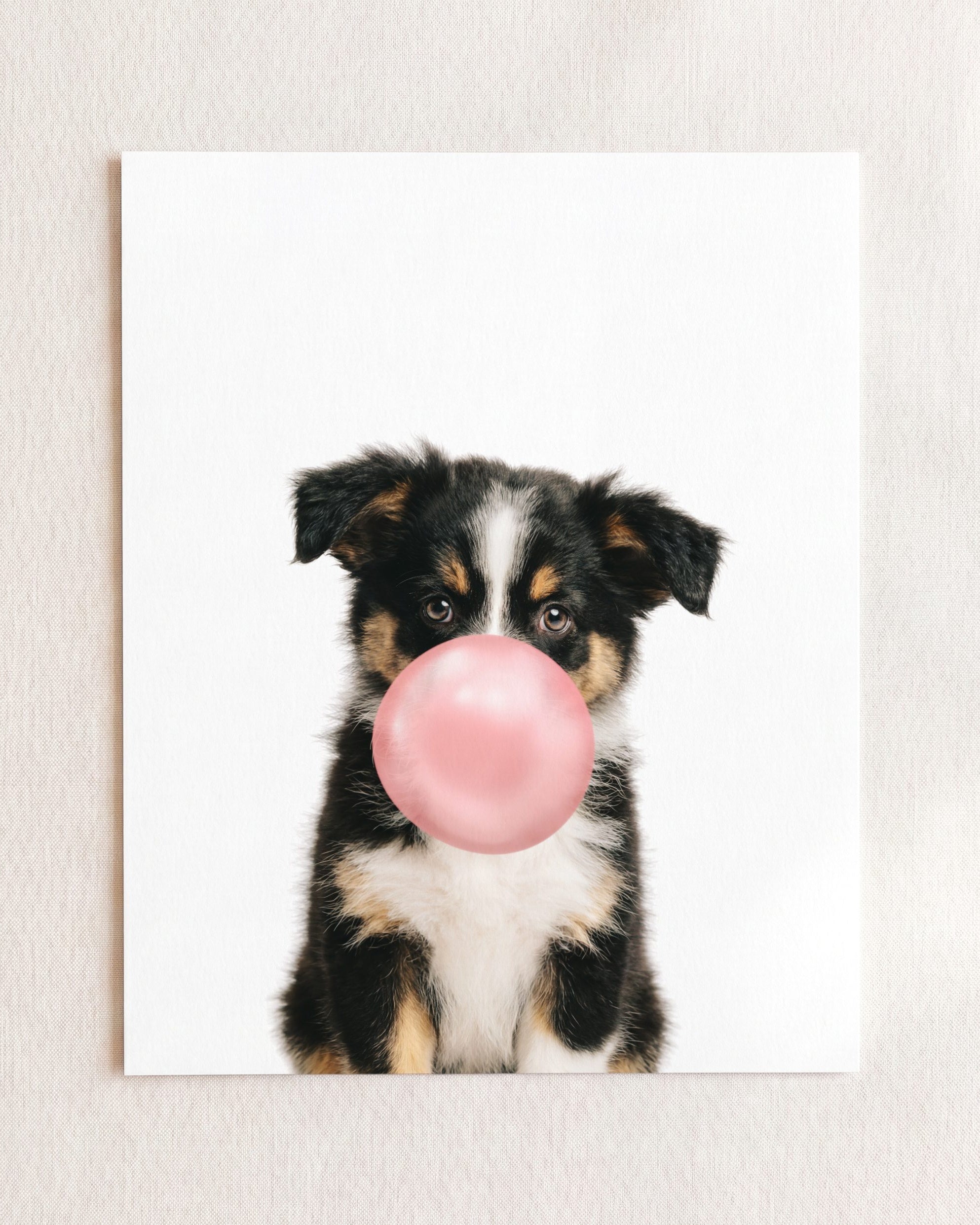 Baby Australian Shepherd Puppy