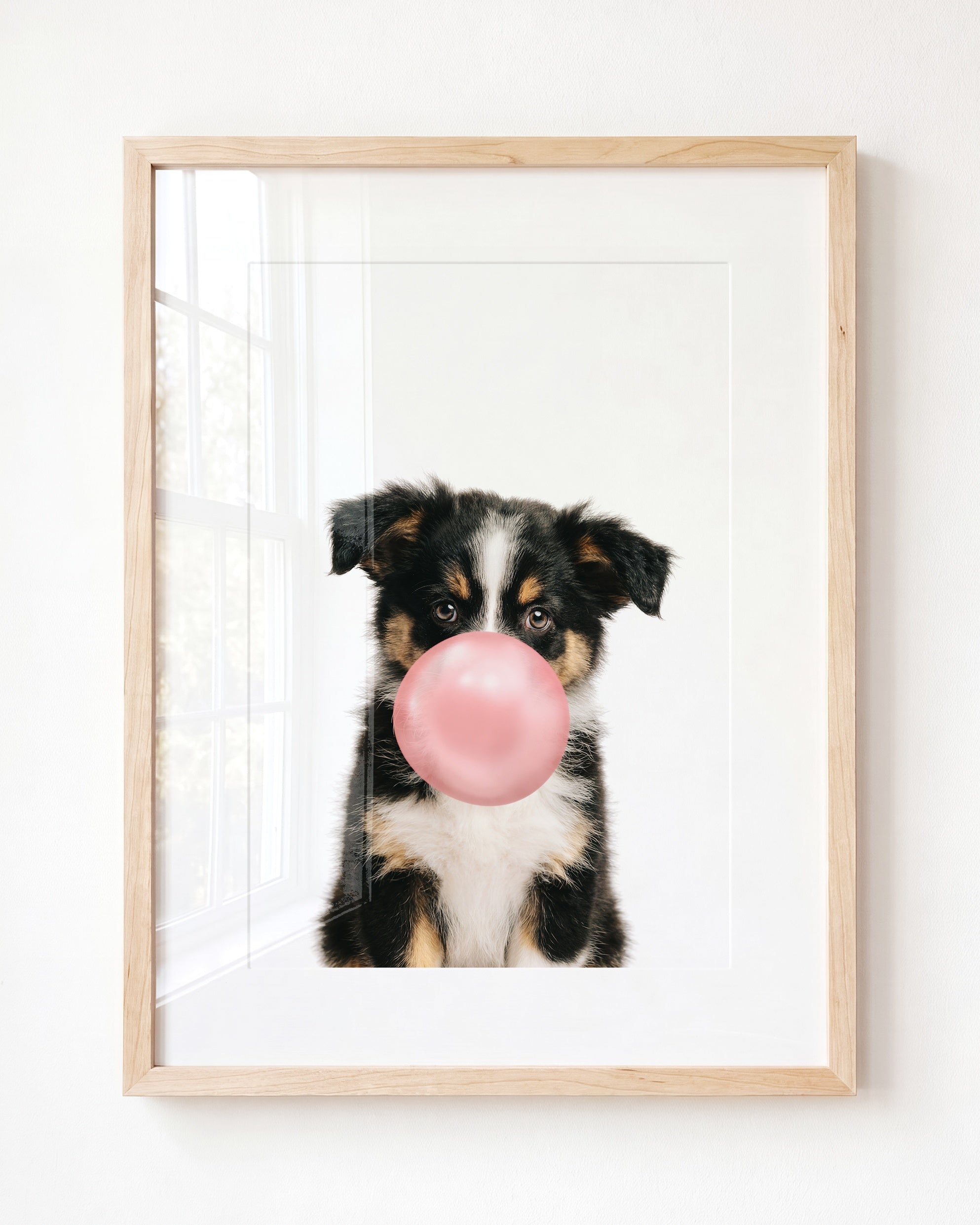 Baby Australian Shepherd Puppy