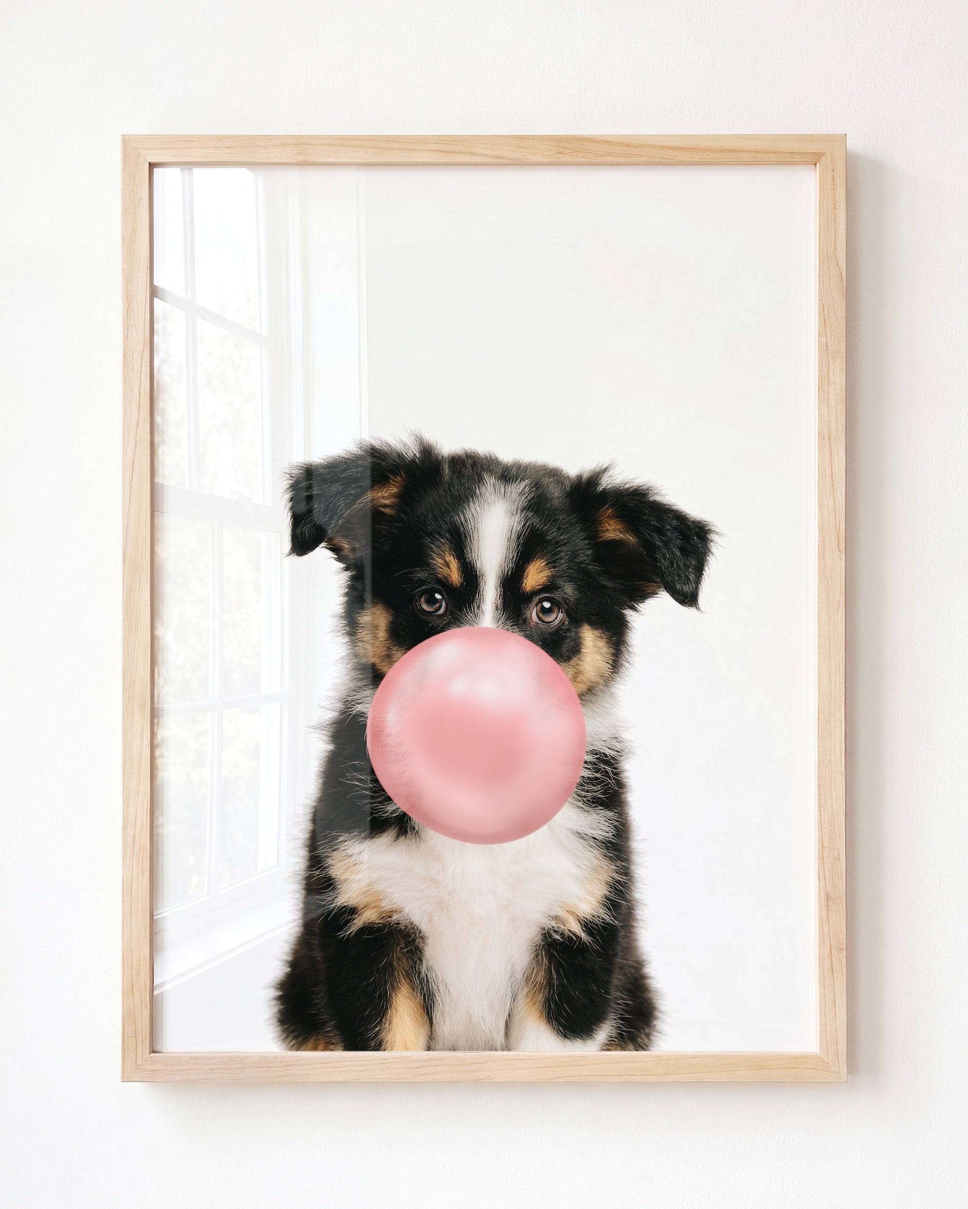 Baby Australian Shepherd Puppy