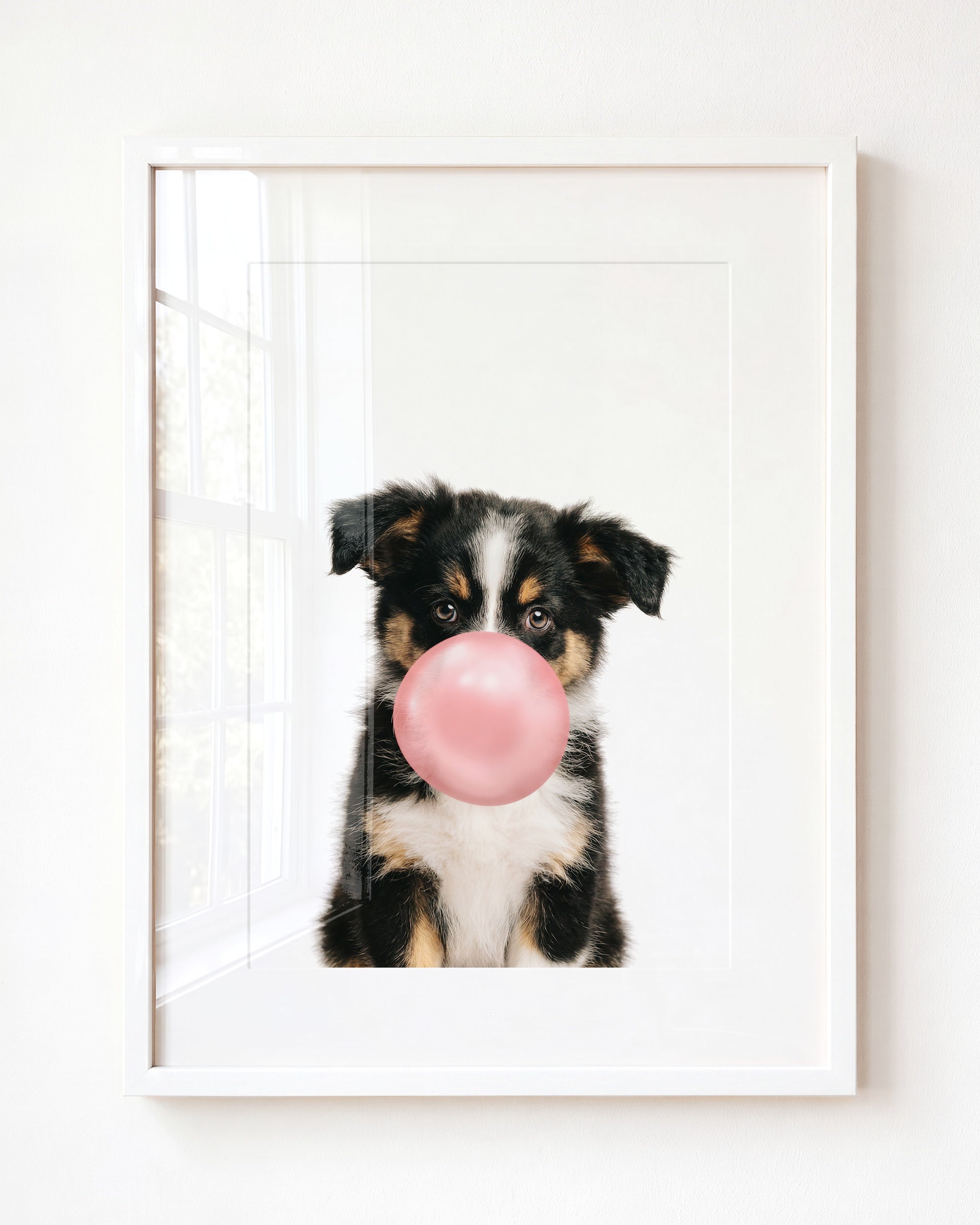 Baby Australian Shepherd Puppy