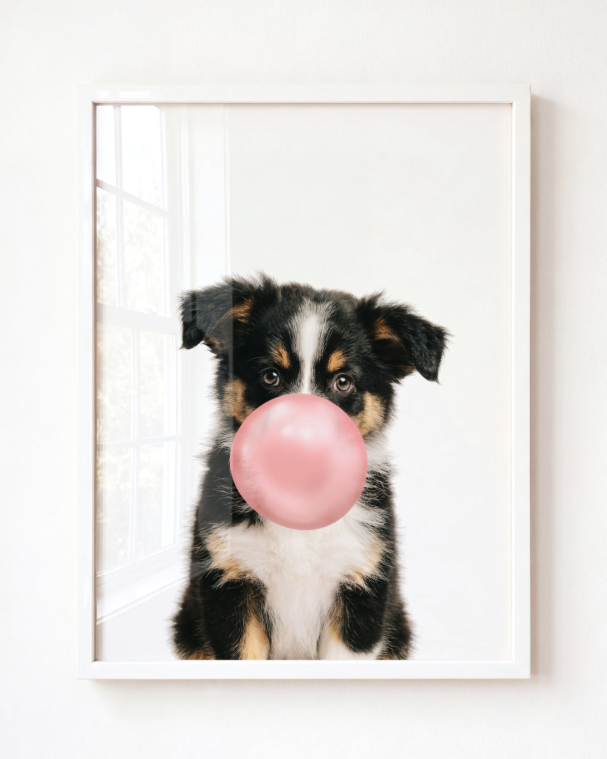 Baby Australian Shepherd Puppy