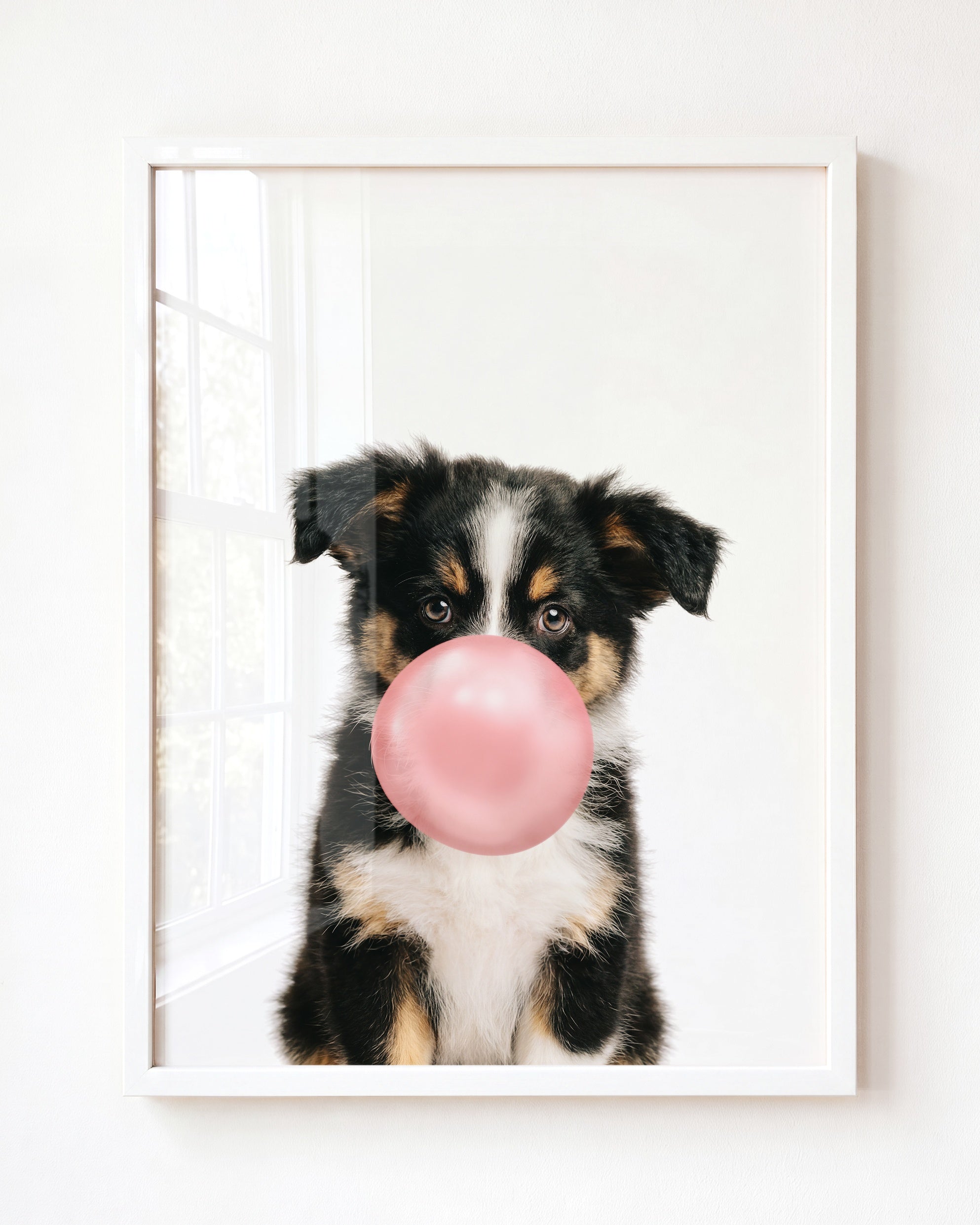Baby Australian Shepherd Puppy