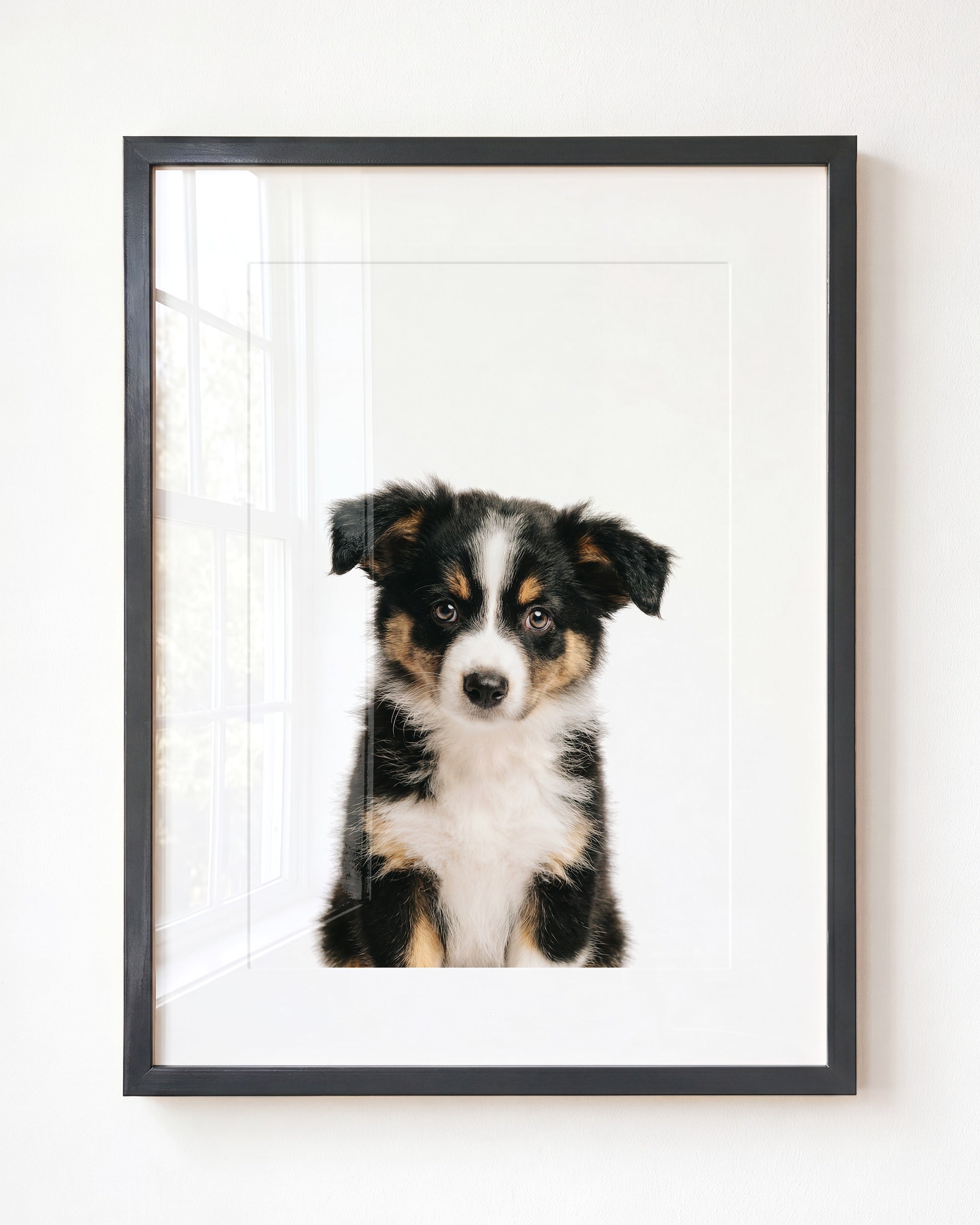 Baby Australian Shepherd Puppy