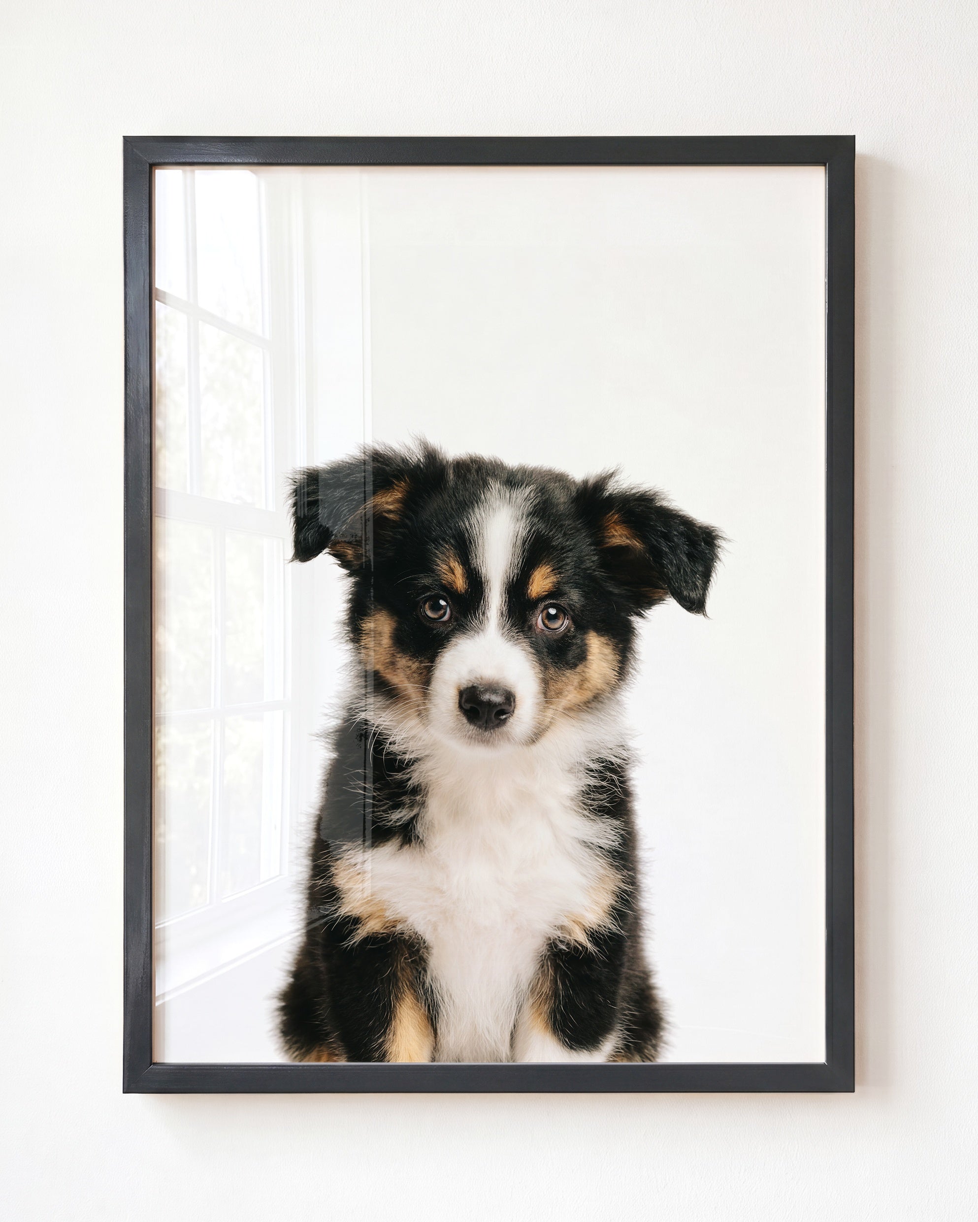 Baby Australian Shepherd Puppy