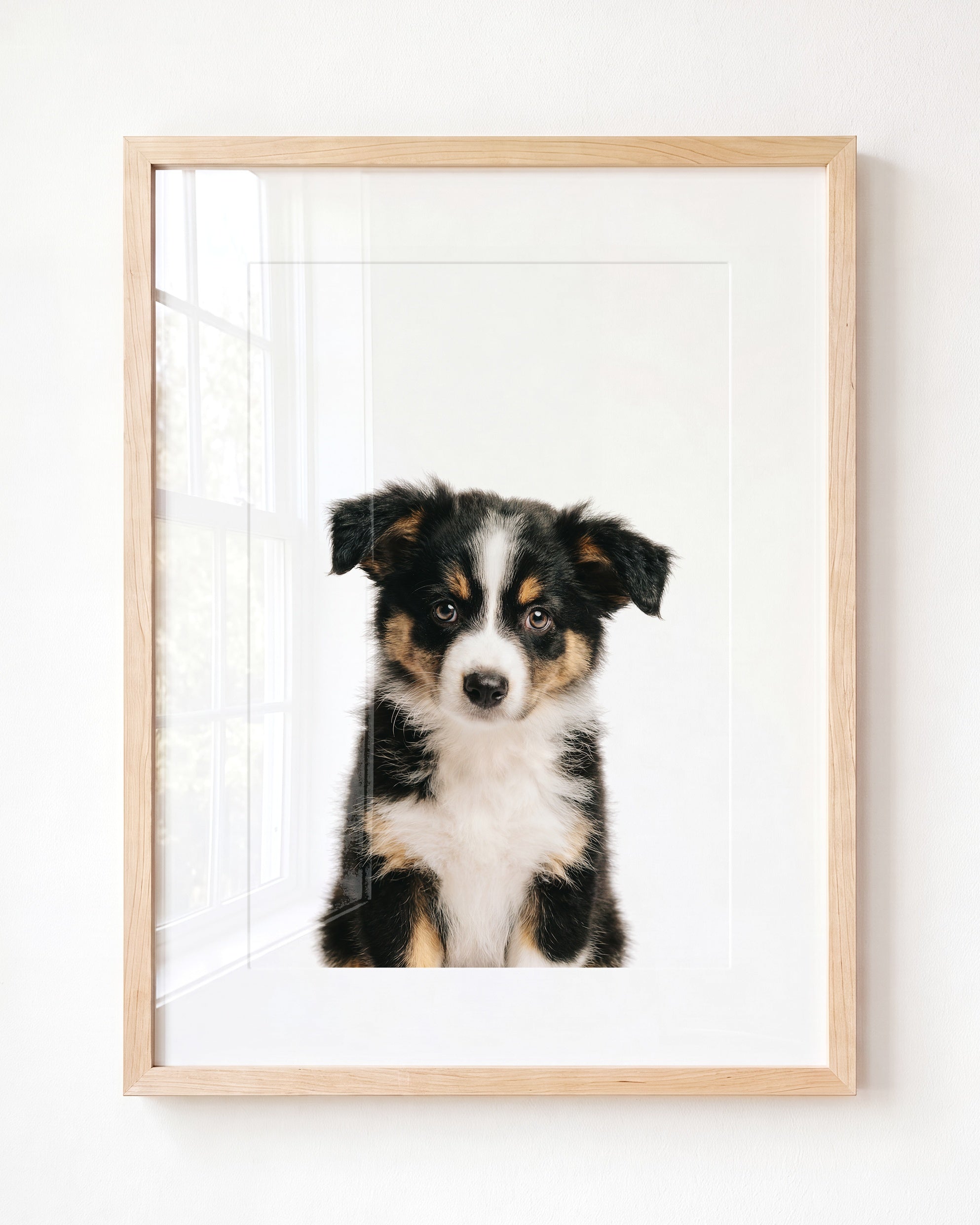 Baby Australian Shepherd Puppy