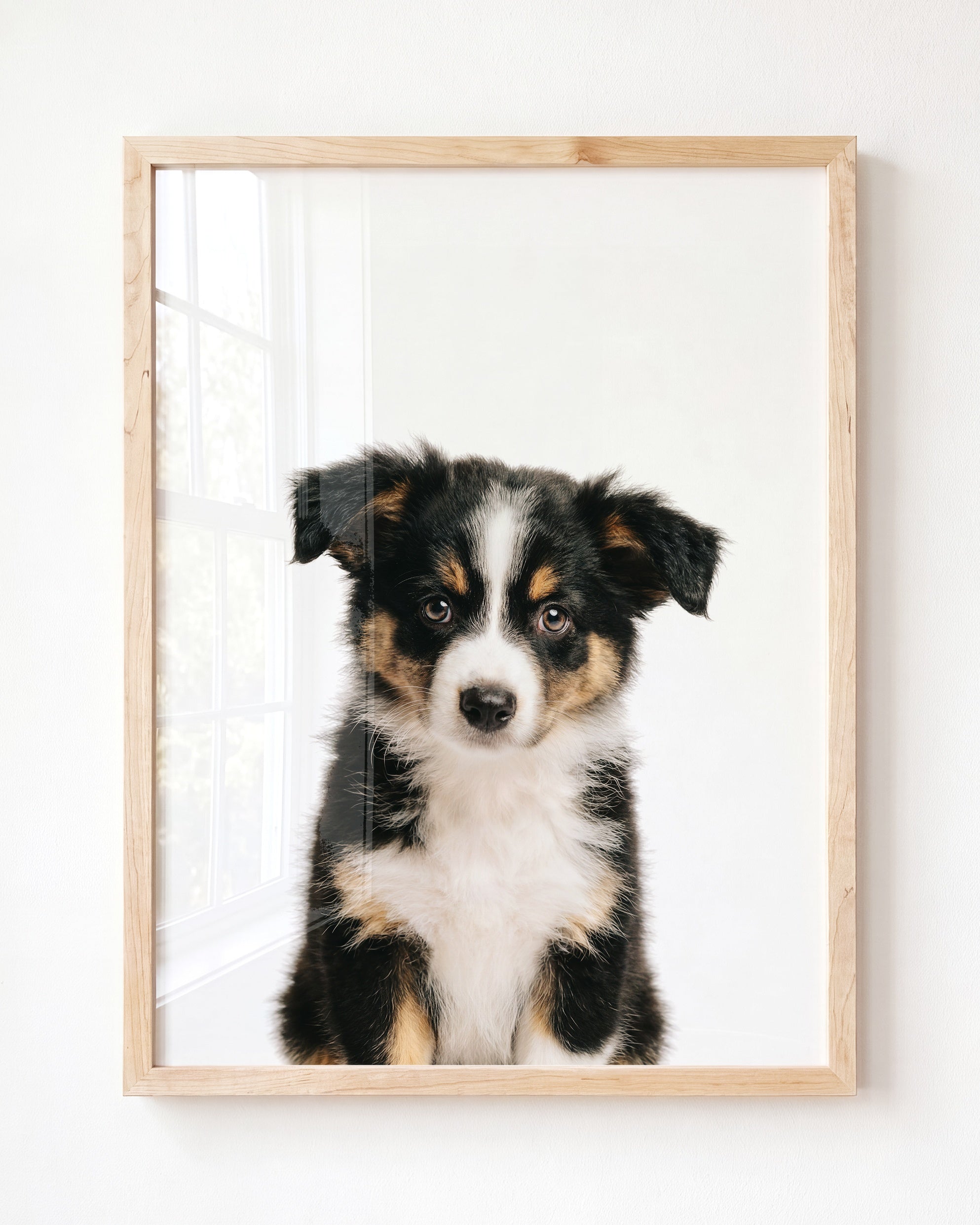 Baby Australian Shepherd Puppy