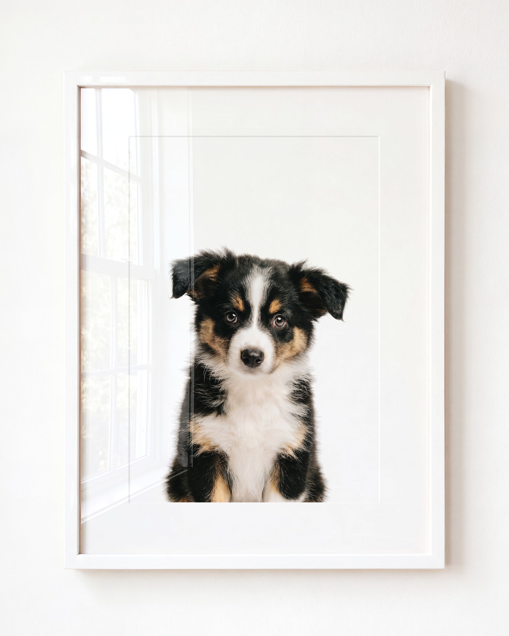 Baby Australian Shepherd Puppy