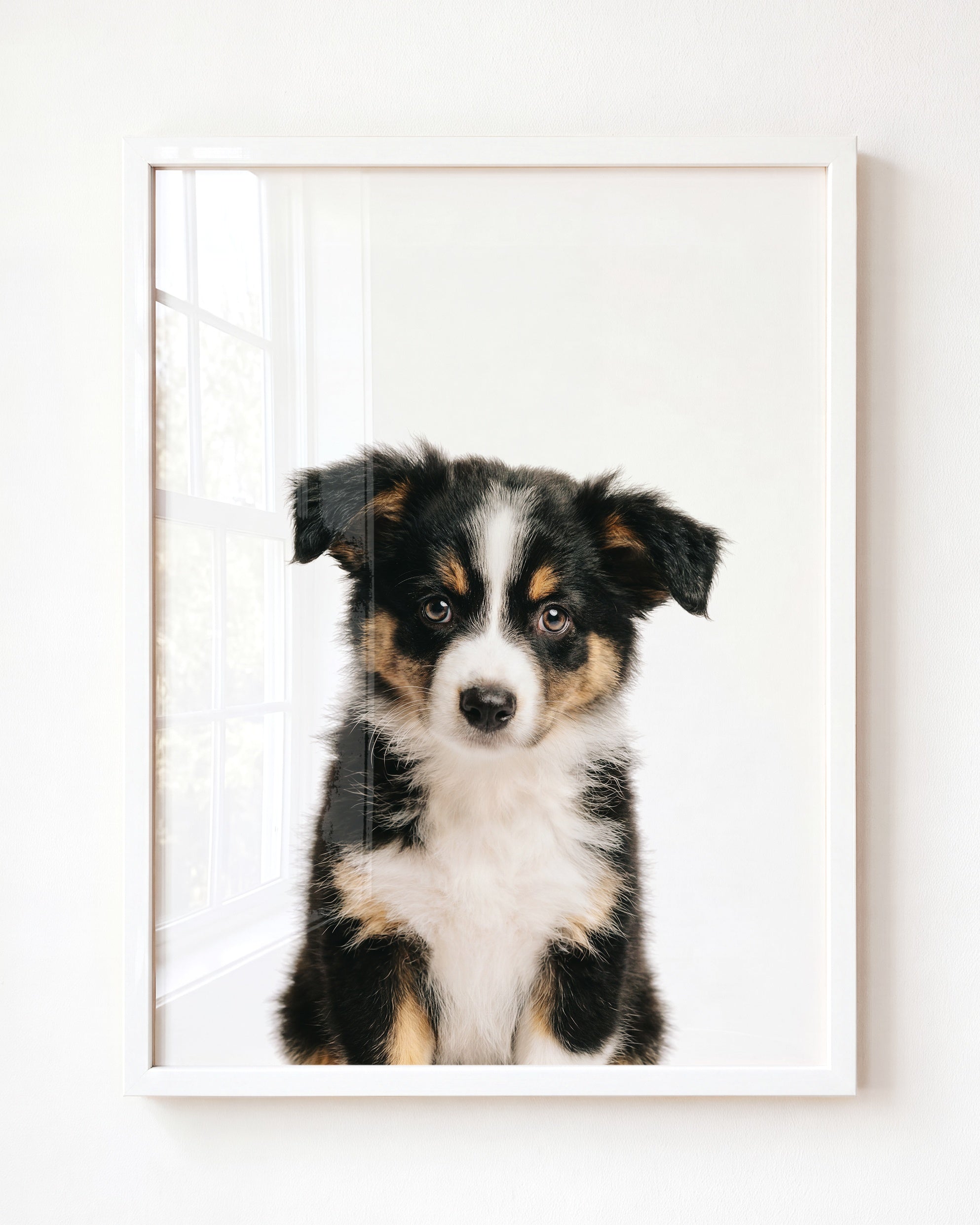 Baby Australian Shepherd Puppy