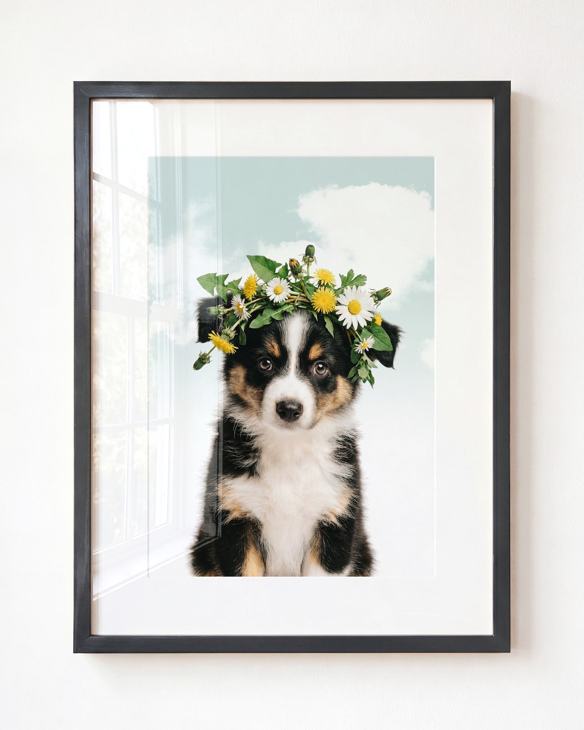 Baby Australian Shepherd Puppy