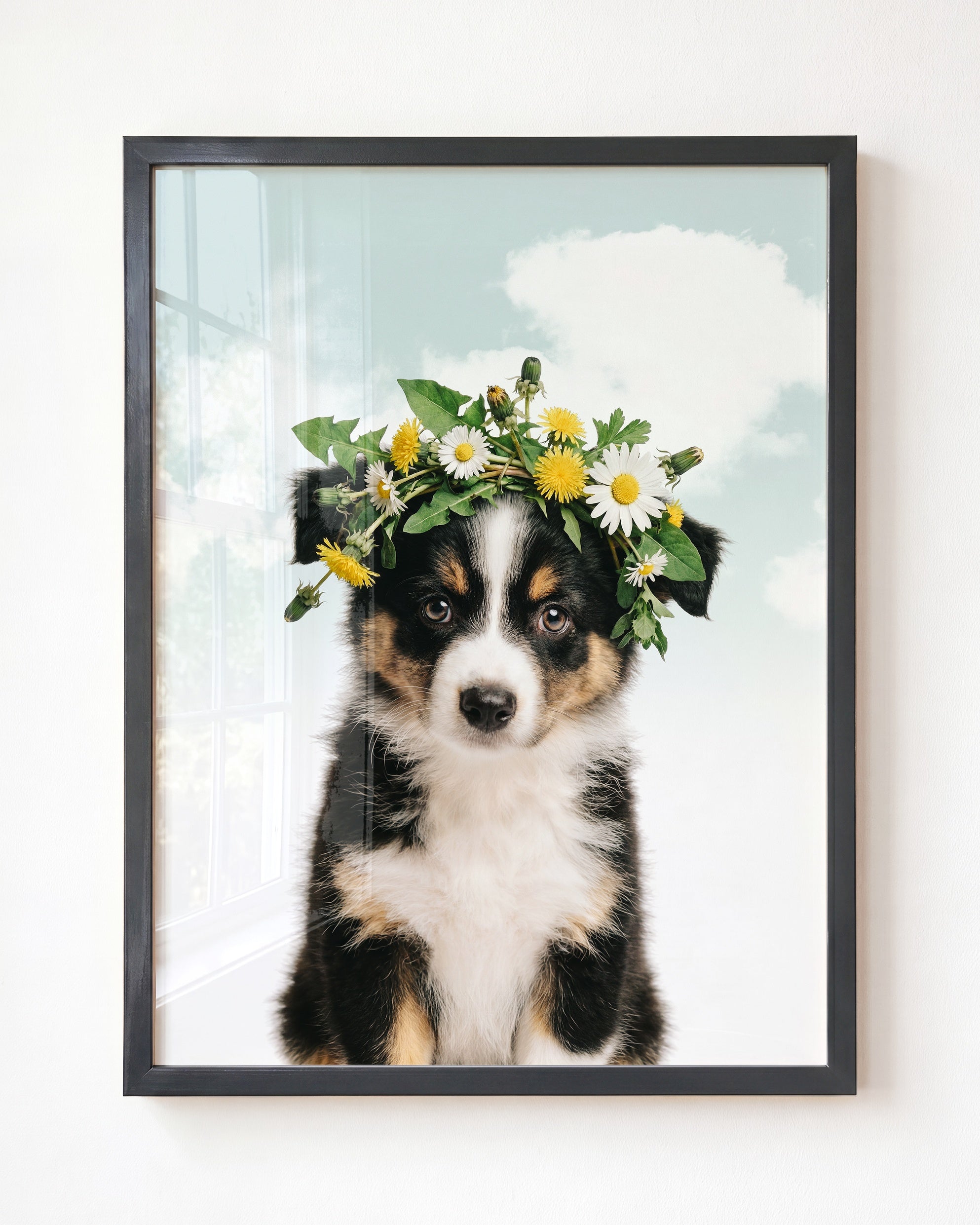 Baby Australian Shepherd Puppy