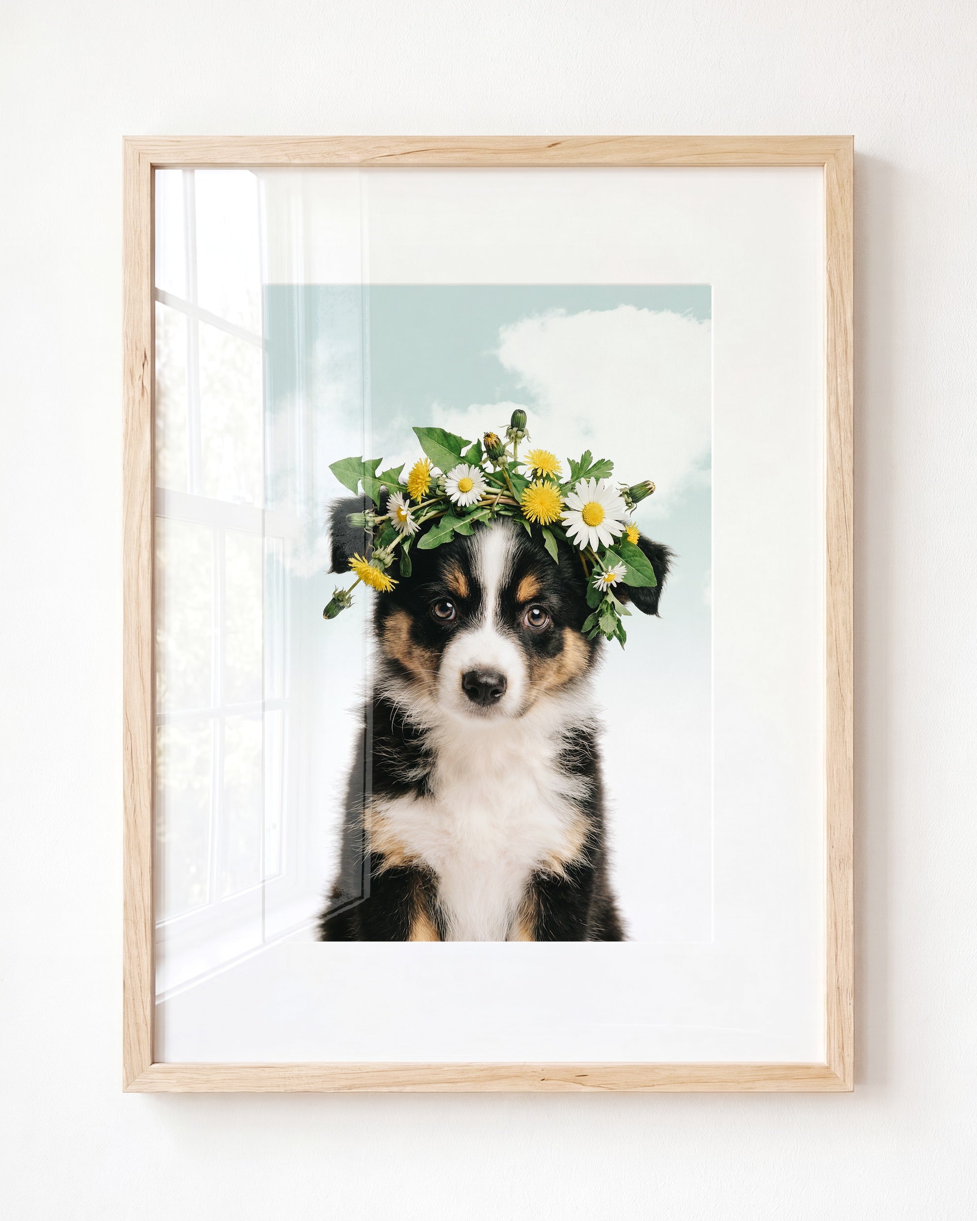 Baby Australian Shepherd Puppy