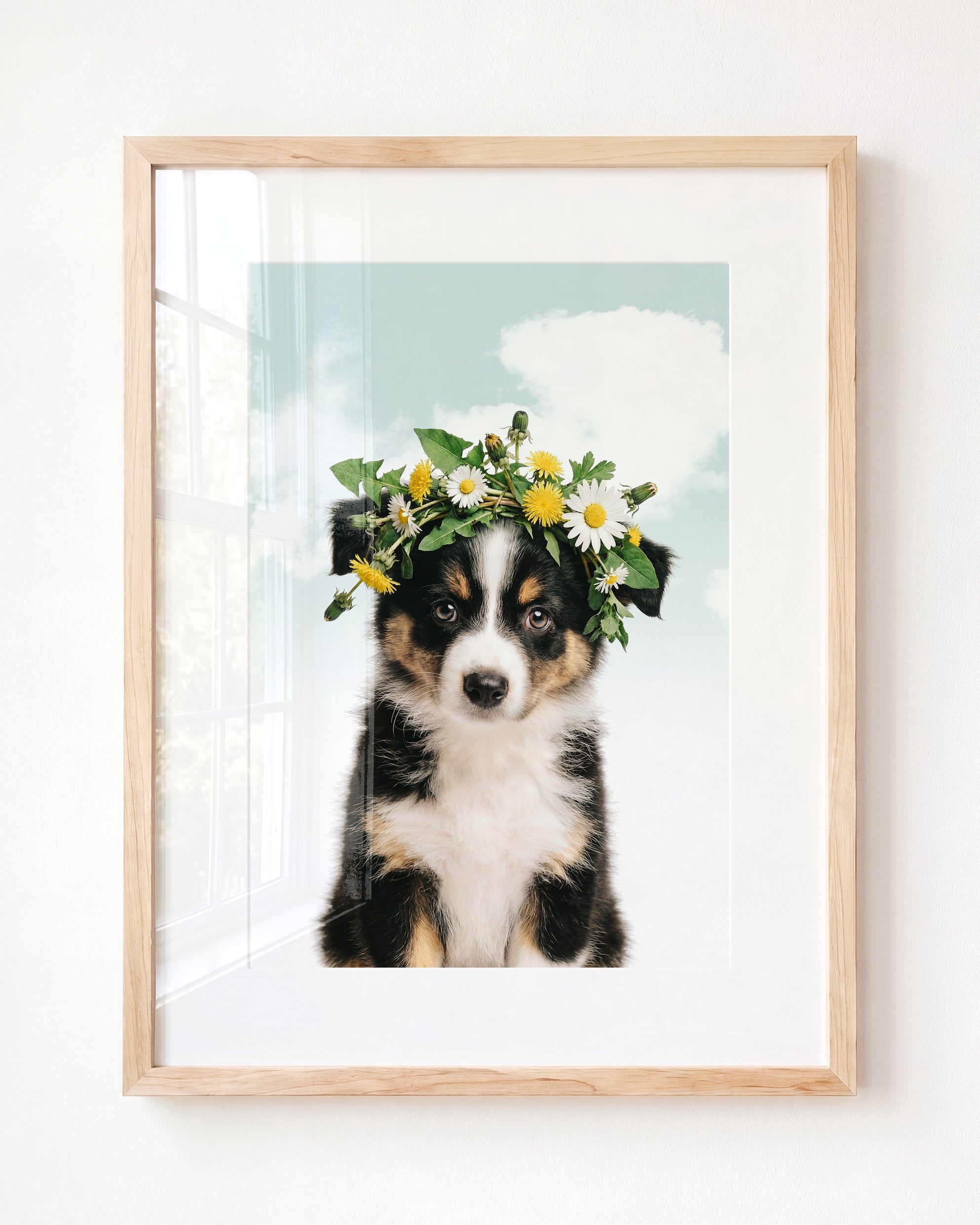 Baby Australian Shepherd Puppy
