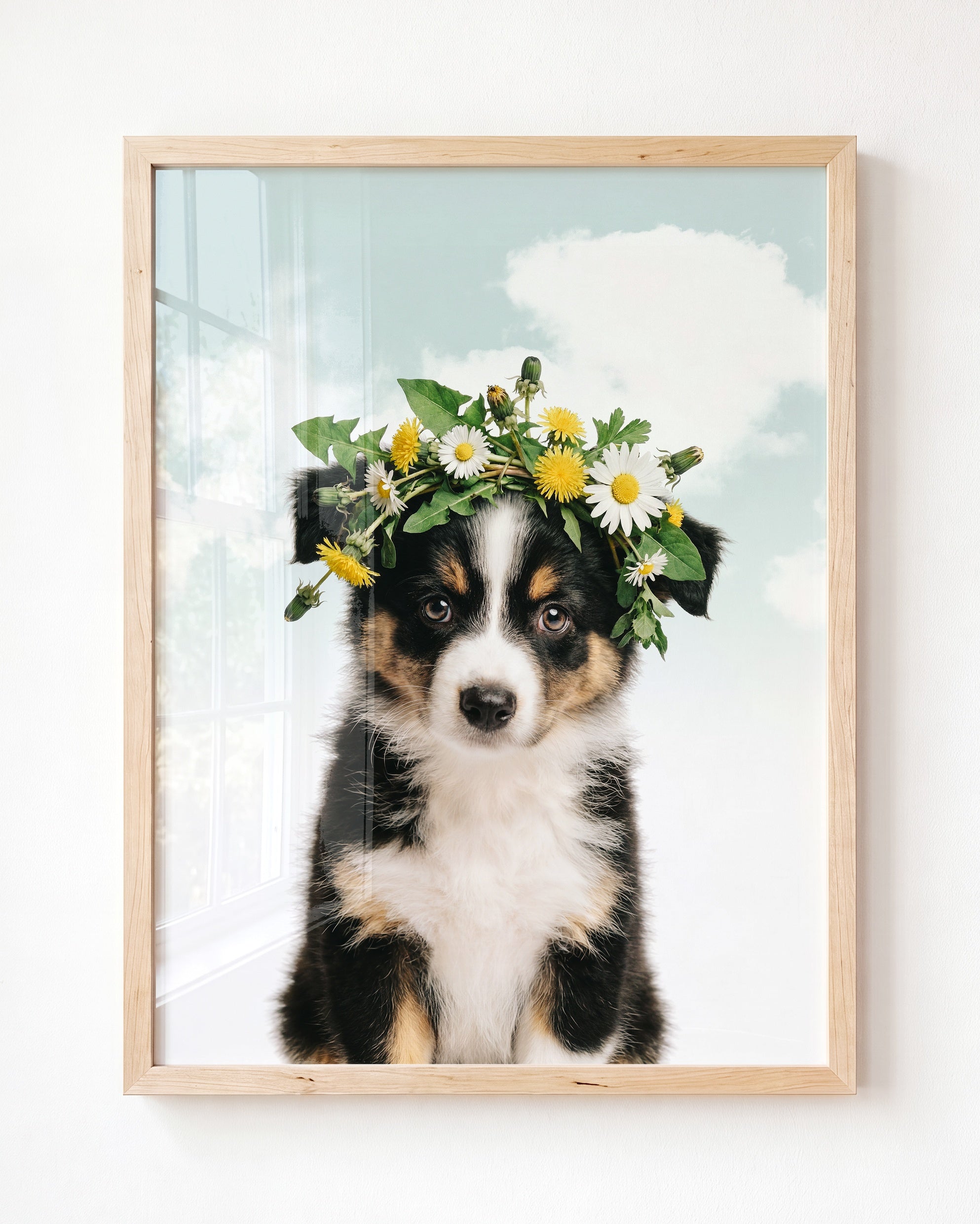 Baby Australian Shepherd Puppy