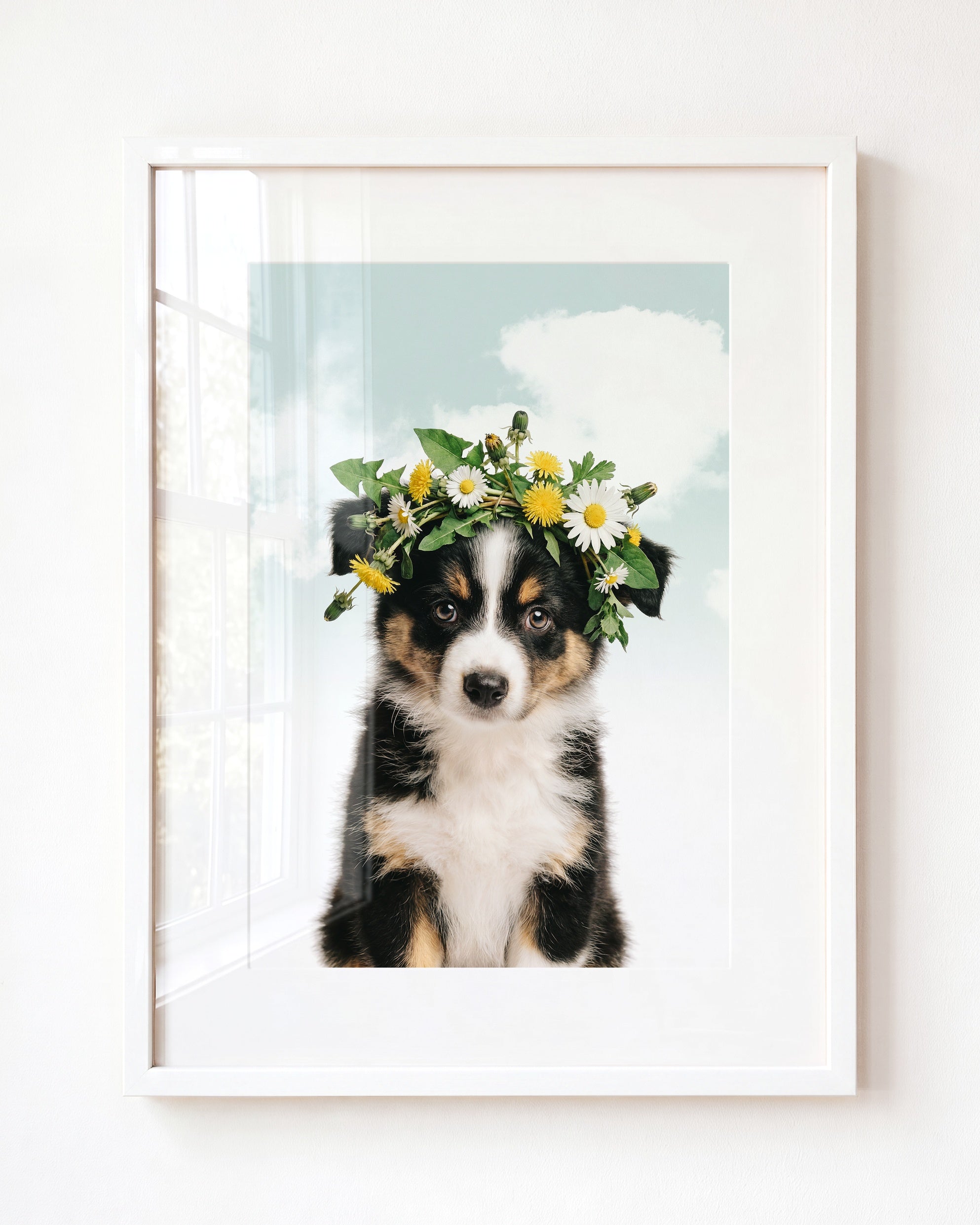 Baby Australian Shepherd Puppy