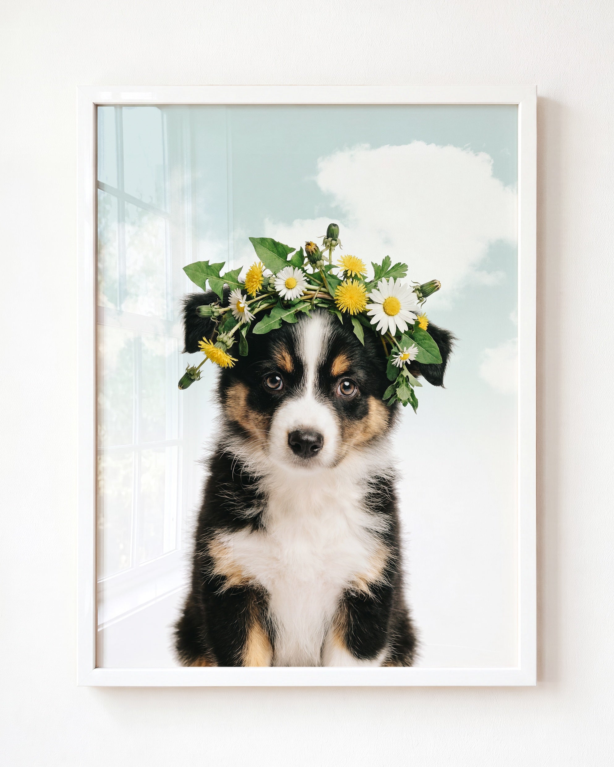 Baby Australian Shepherd Puppy