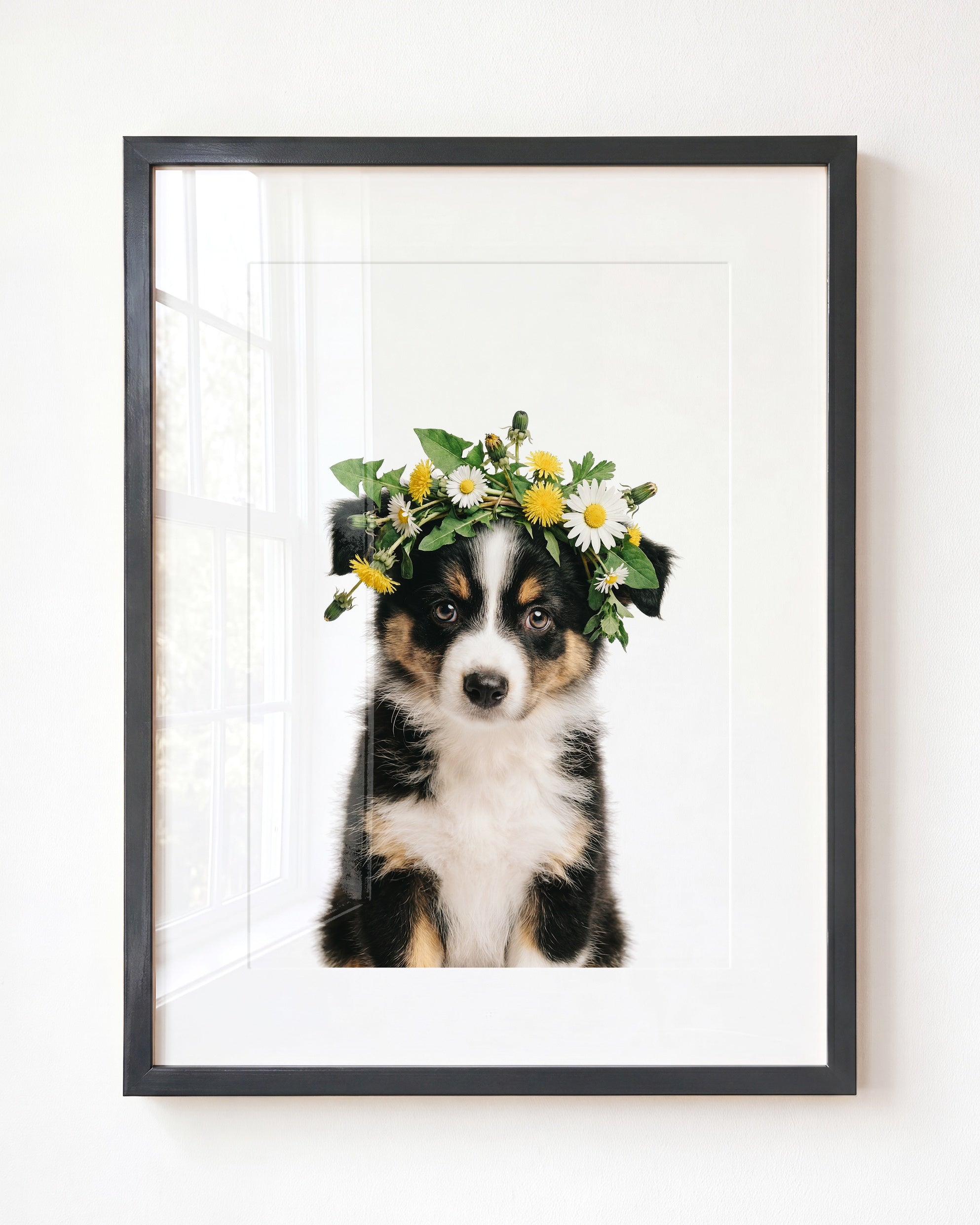 Baby Australian Shepherd Puppy
