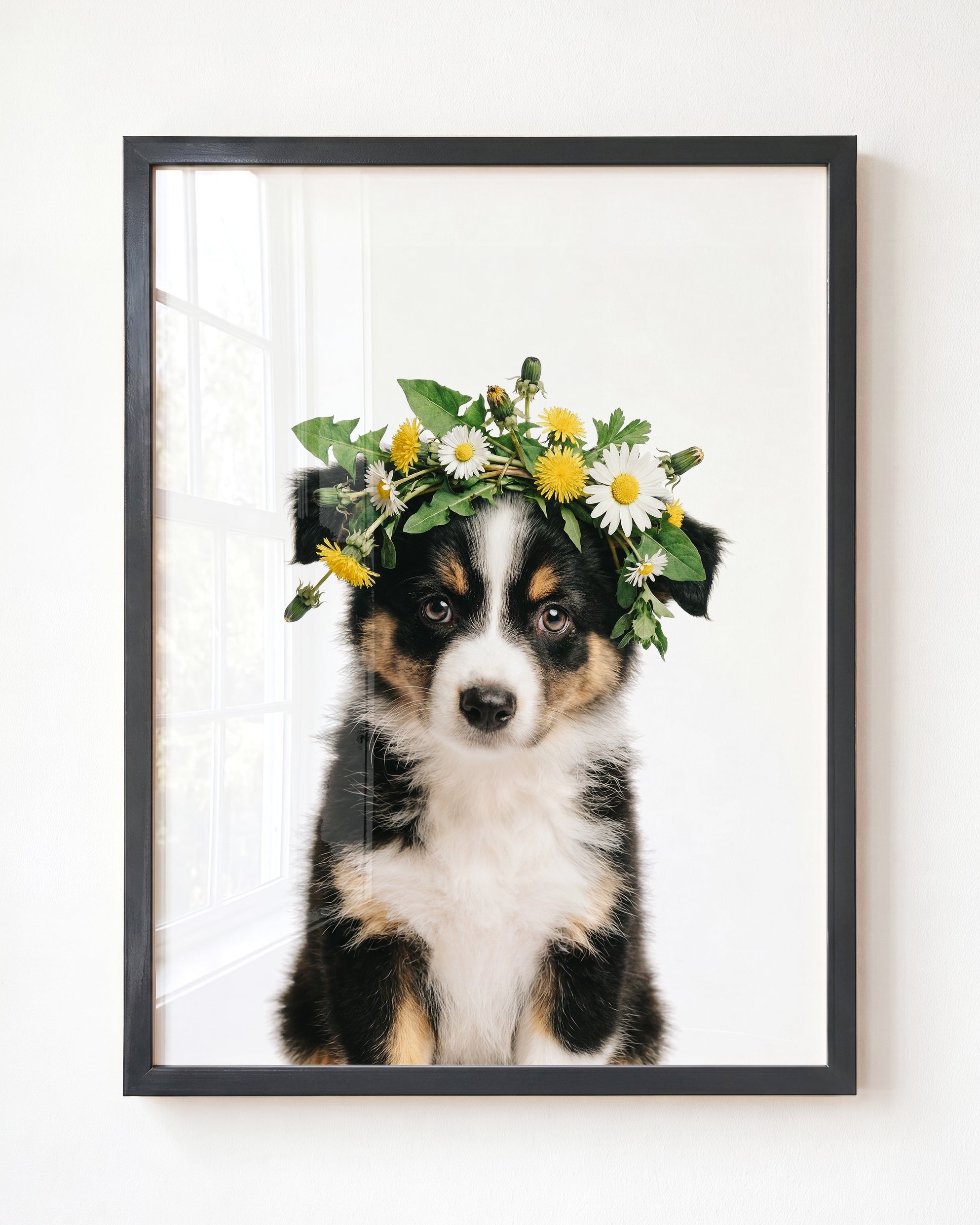 Baby Australian Shepherd Puppy