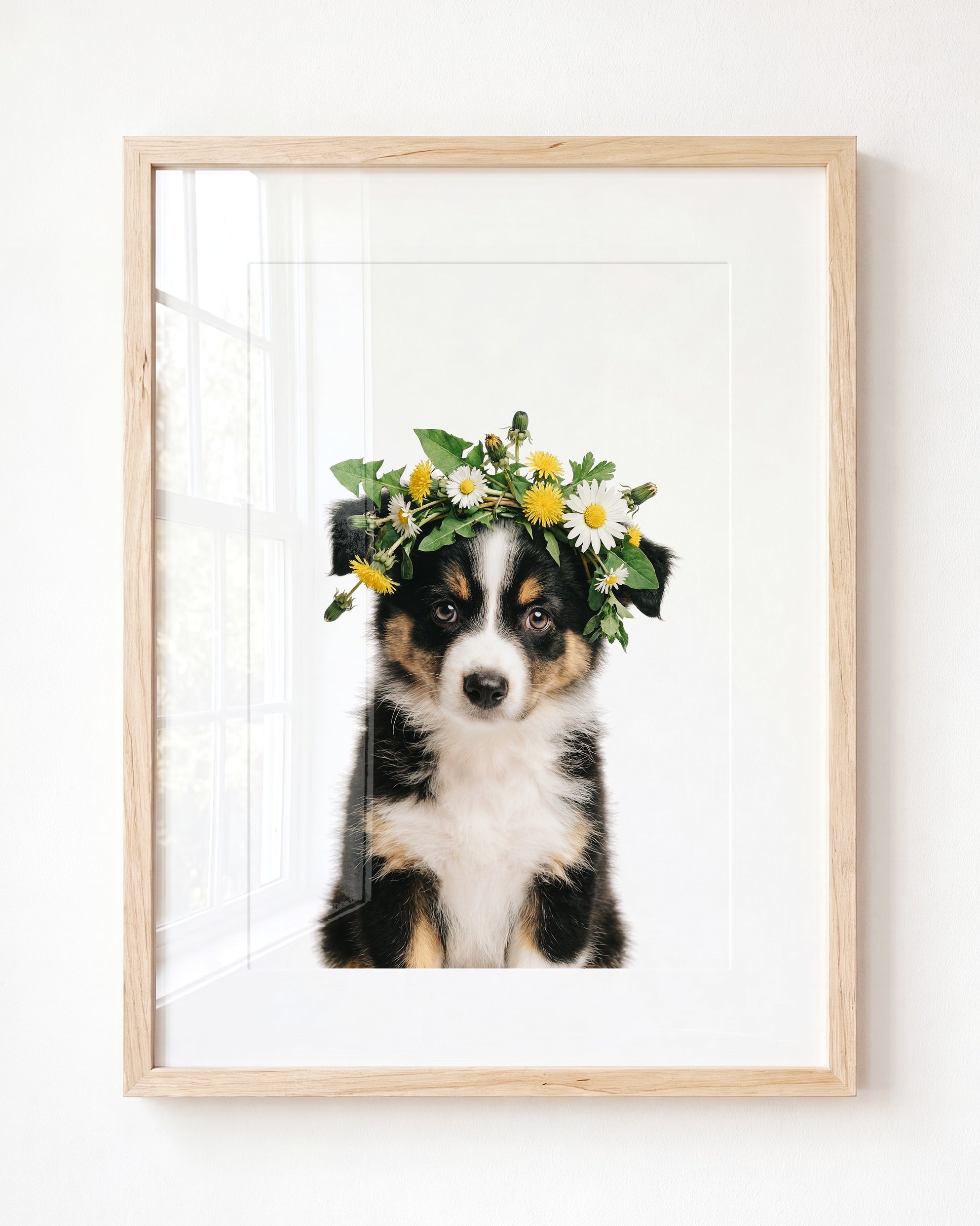 Baby Australian Shepherd Puppy