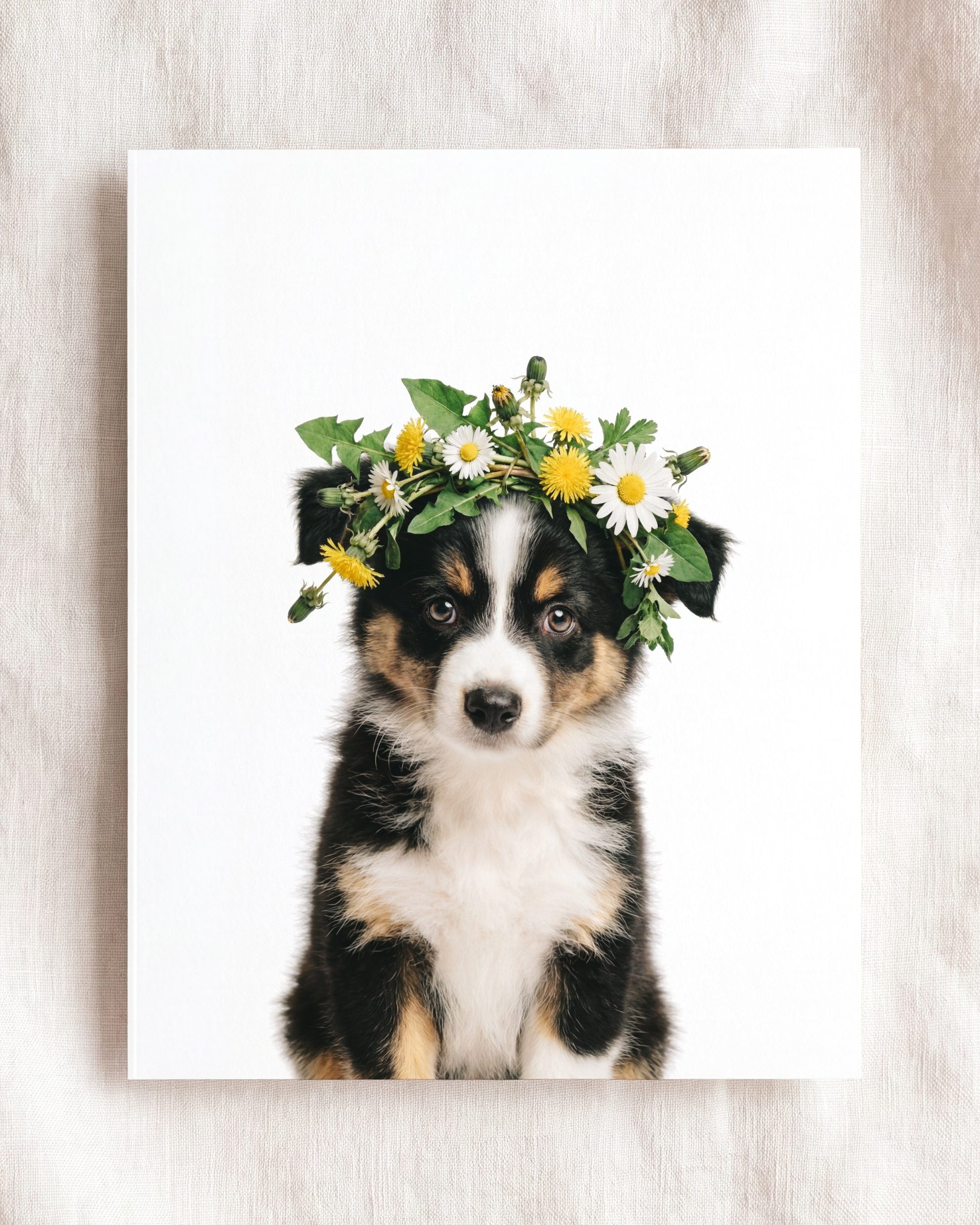 Baby Australian Shepherd Puppy
