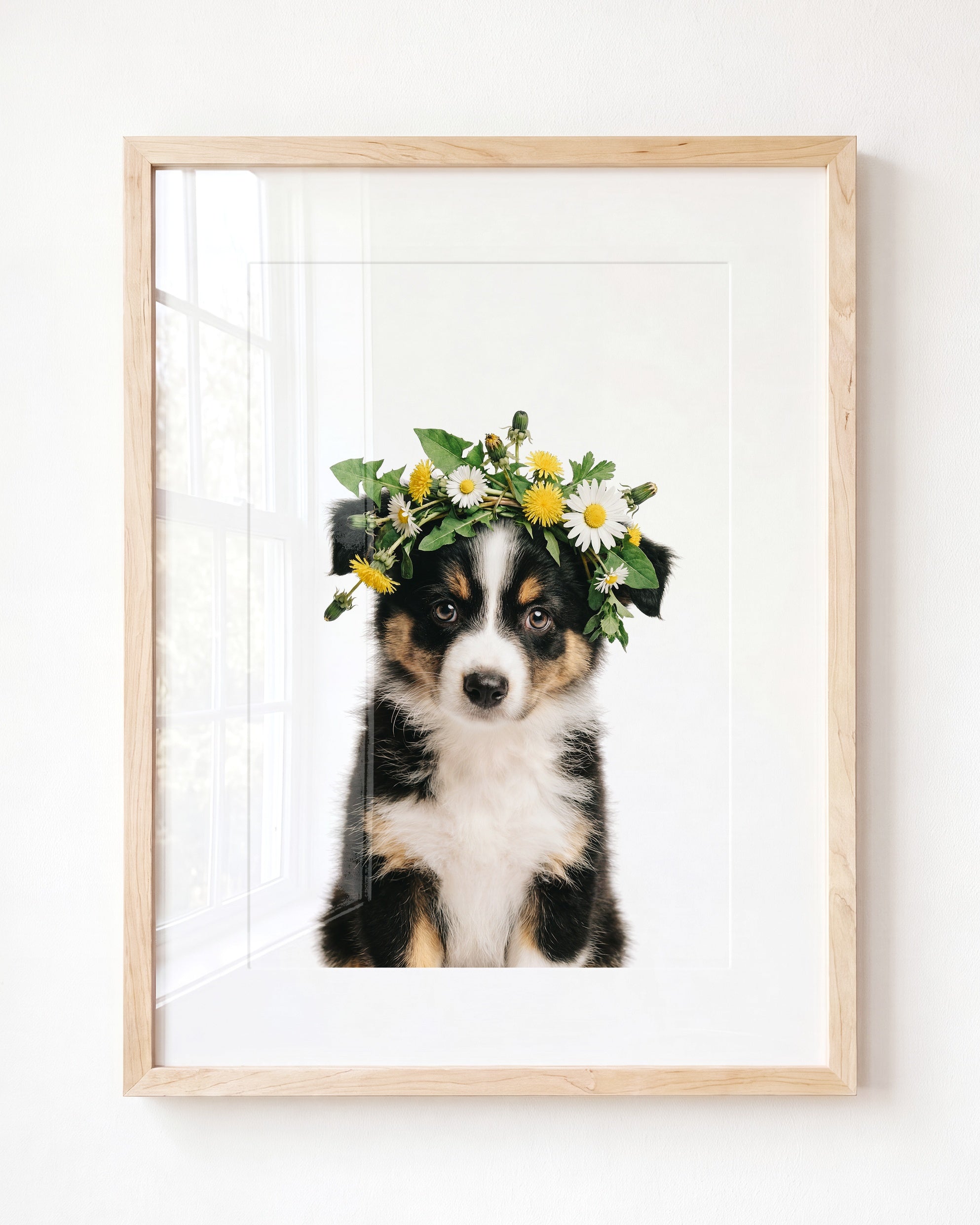 Baby Australian Shepherd Puppy