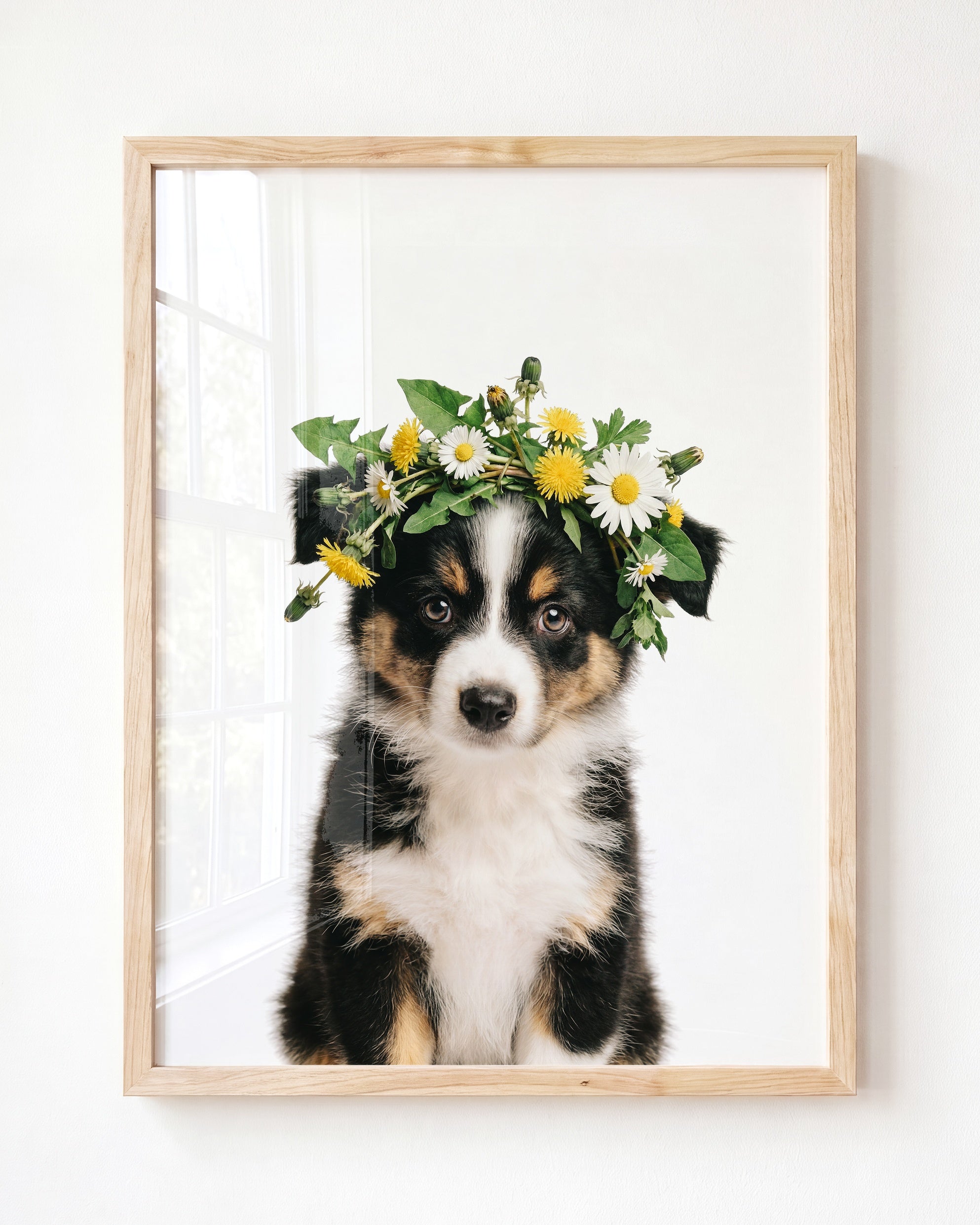 Baby Australian Shepherd Puppy