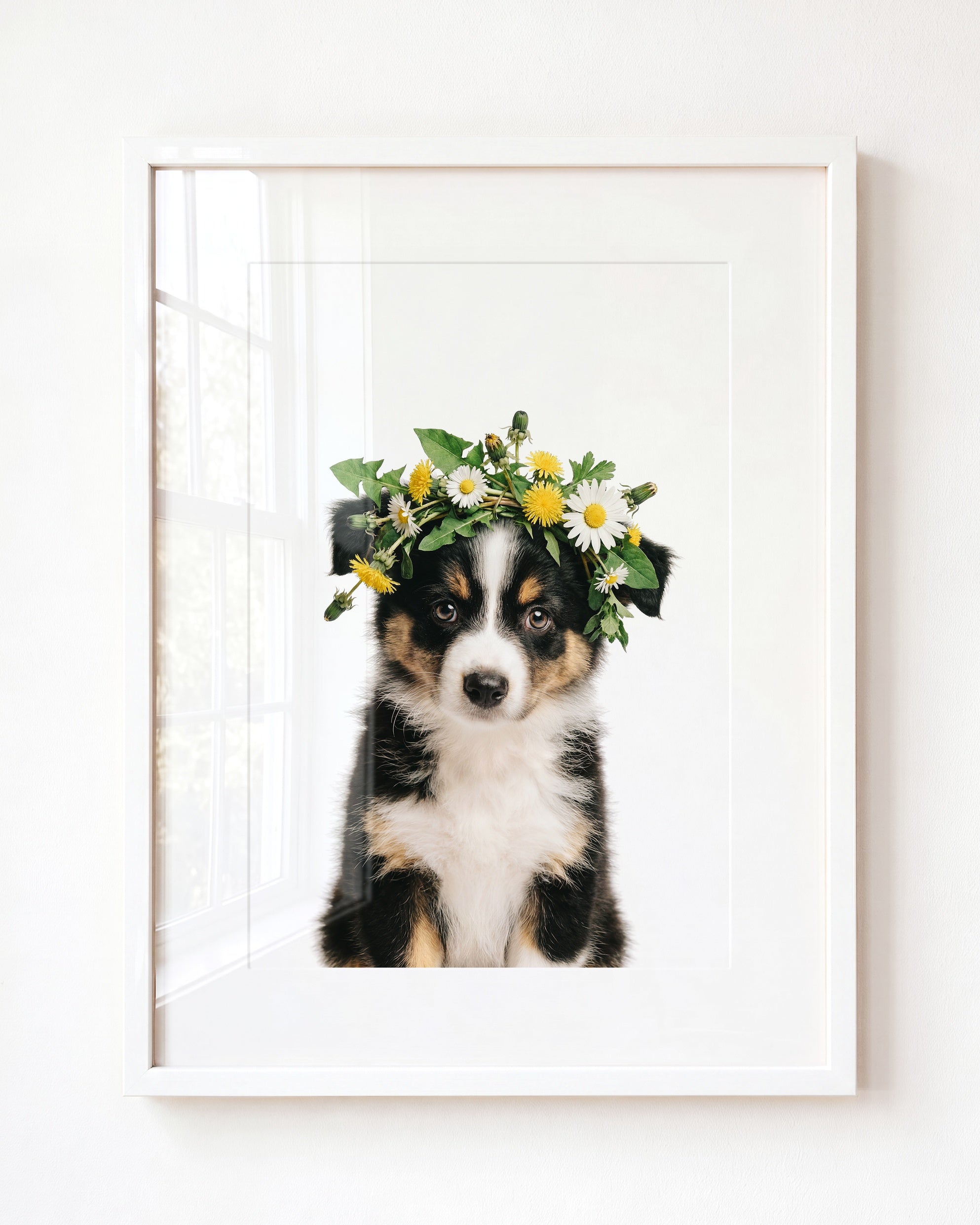 Baby Australian Shepherd Puppy