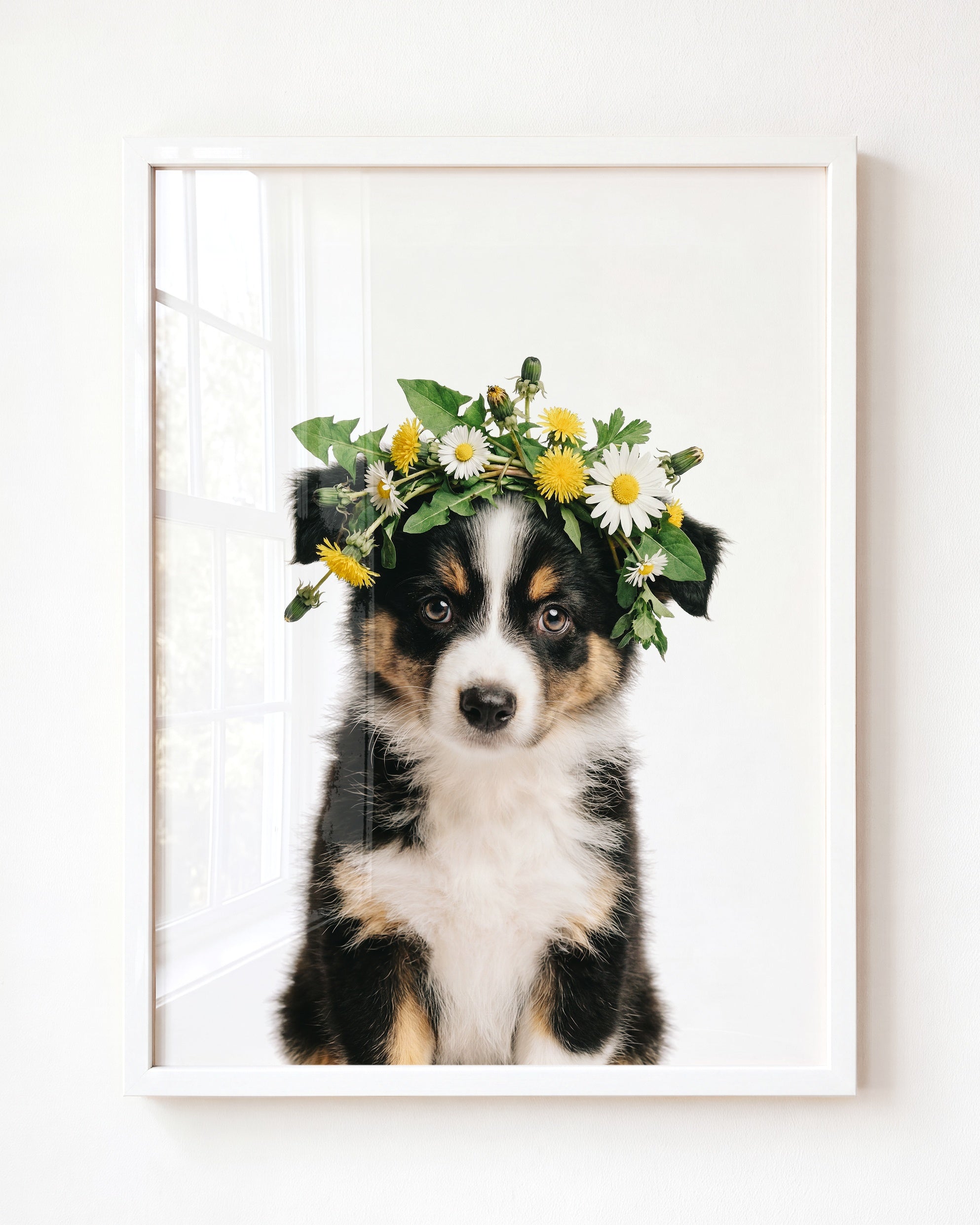 Baby Australian Shepherd Puppy