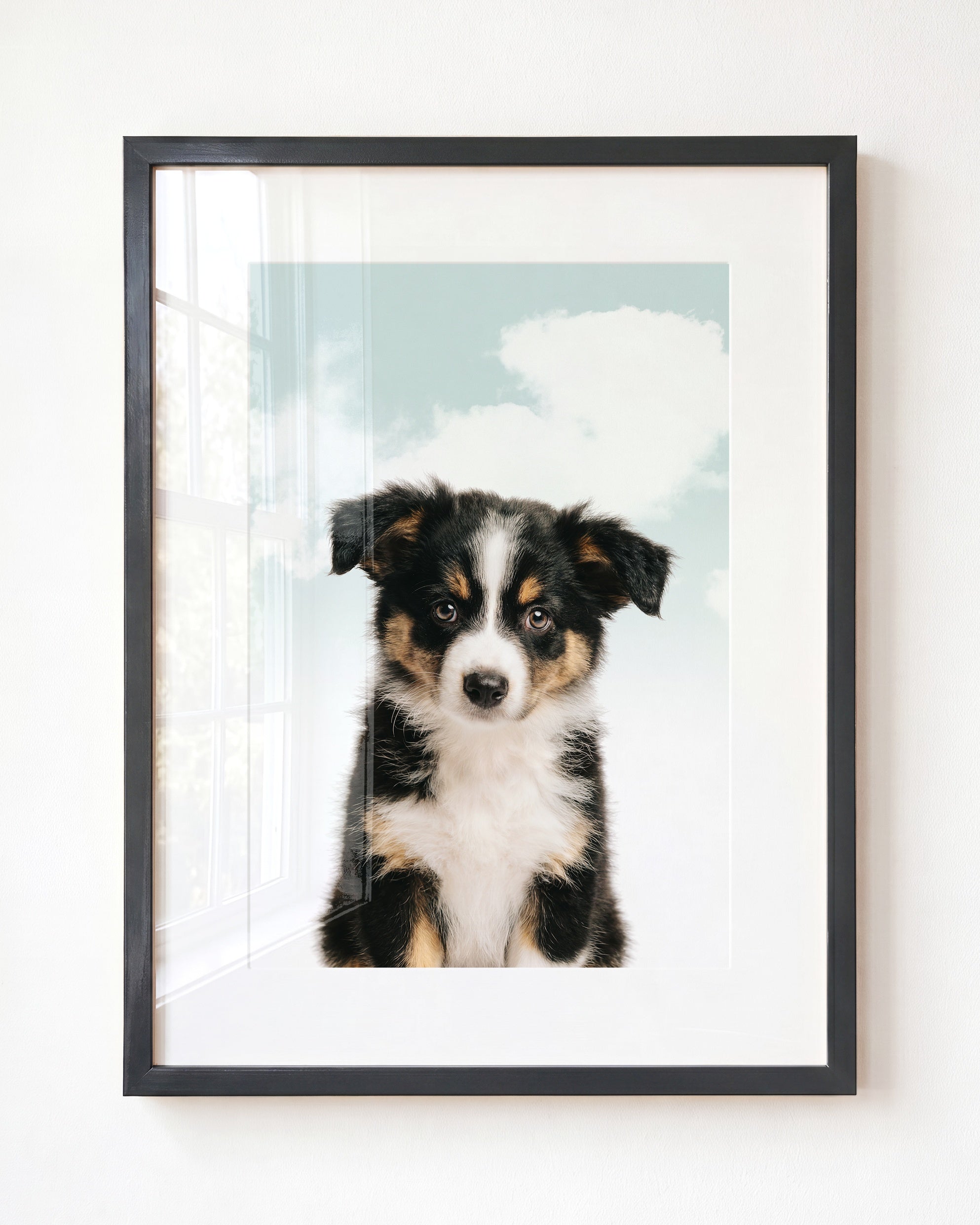 Baby Australian Shepherd Puppy