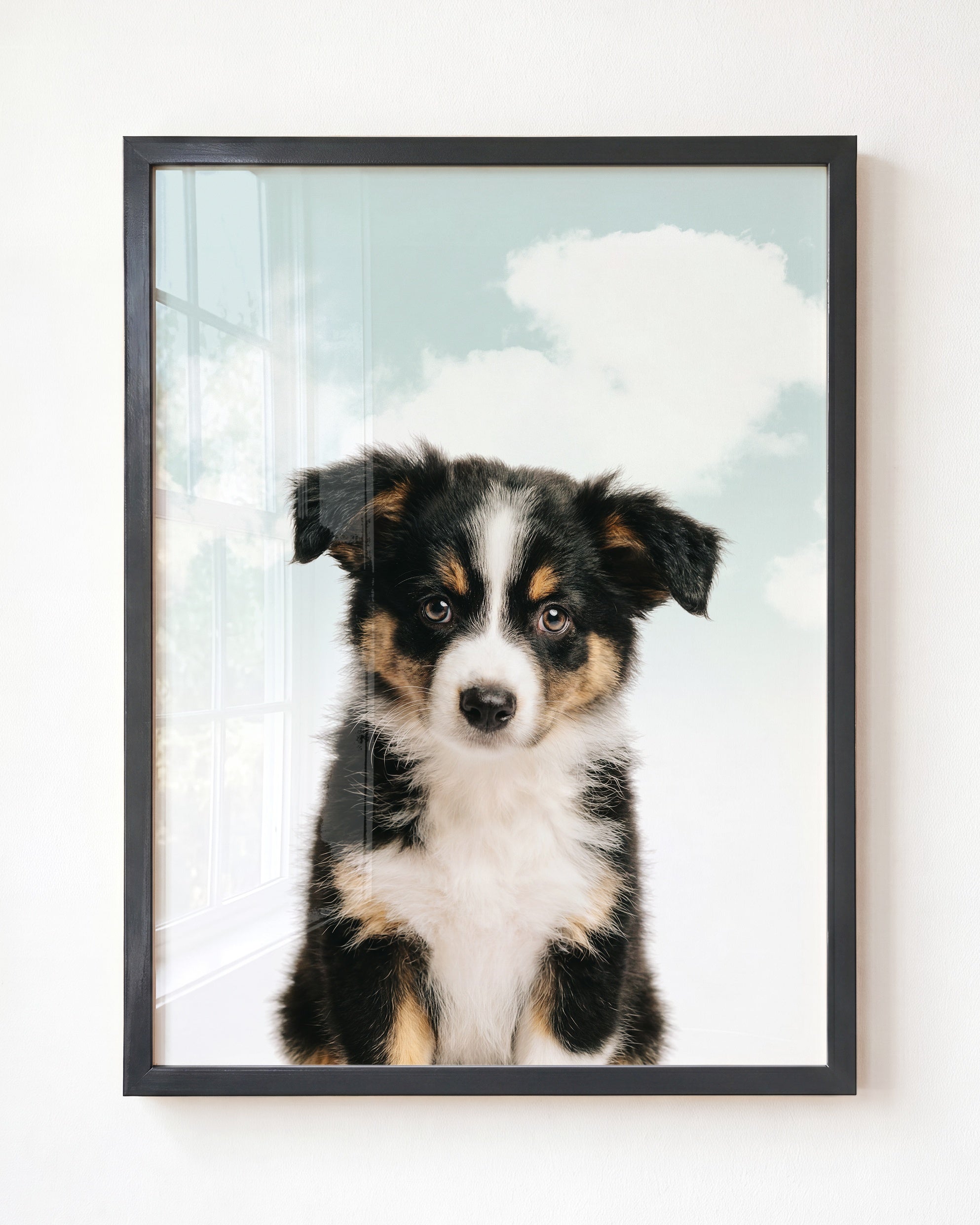 Baby Australian Shepherd Puppy