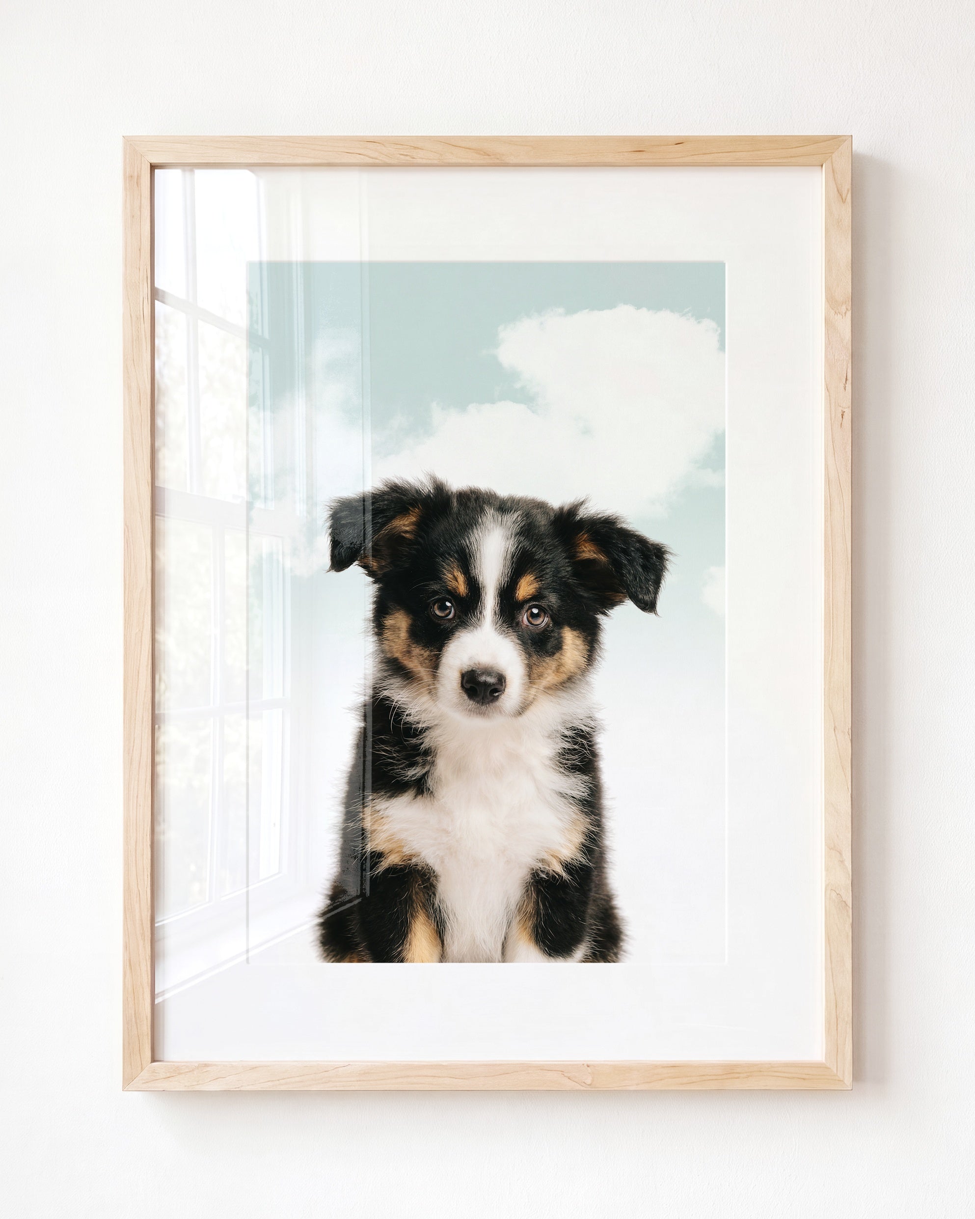 Baby Australian Shepherd Puppy