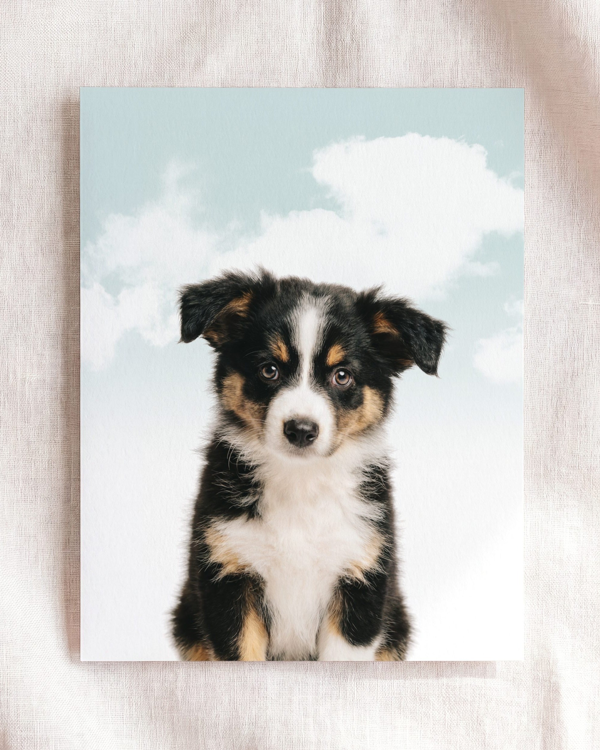 Baby Australian Shepherd Puppy