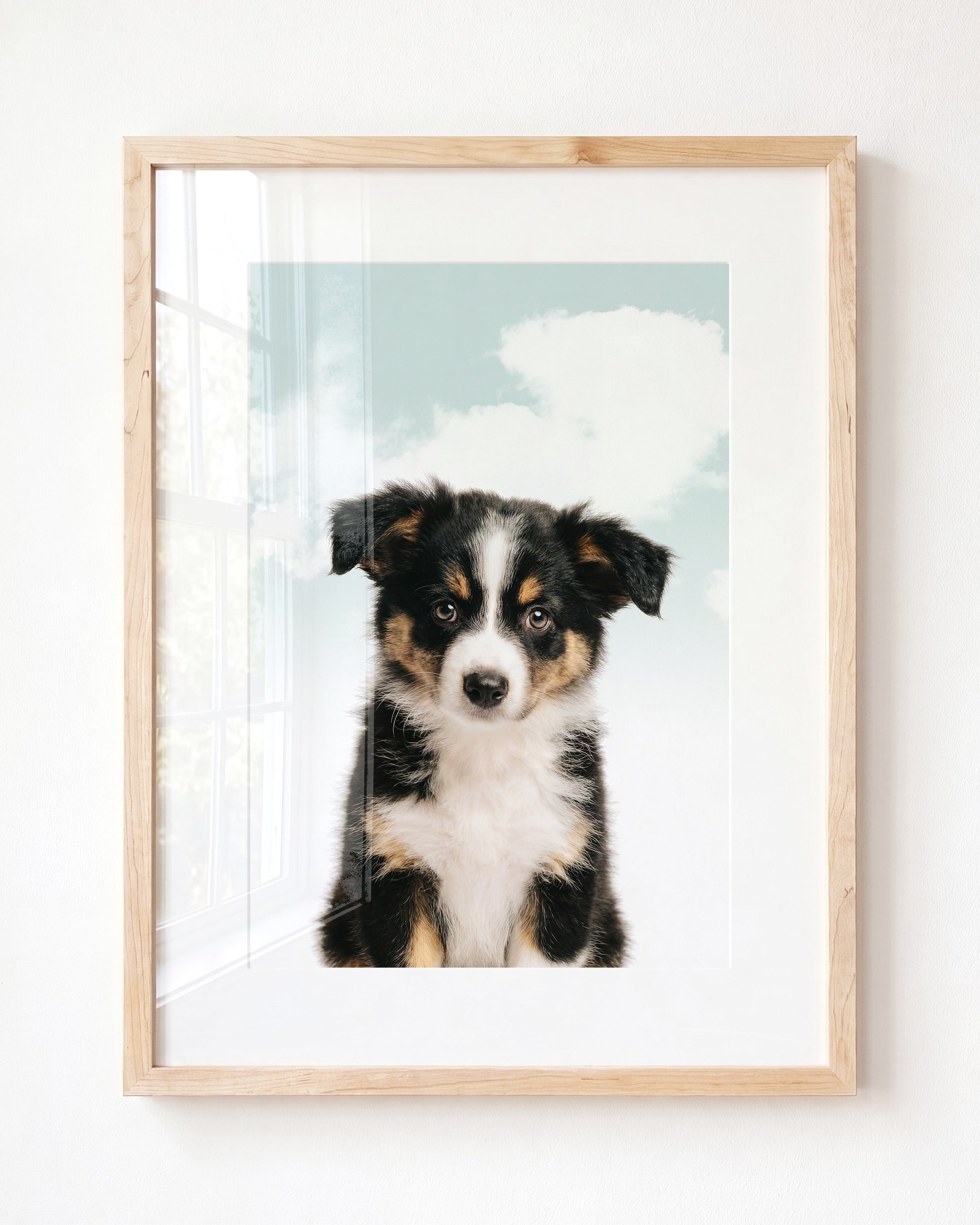 Baby Australian Shepherd Puppy