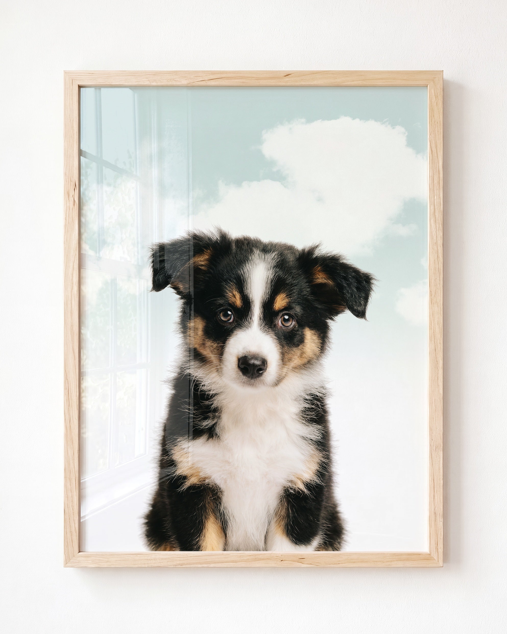 Baby Australian Shepherd Puppy
