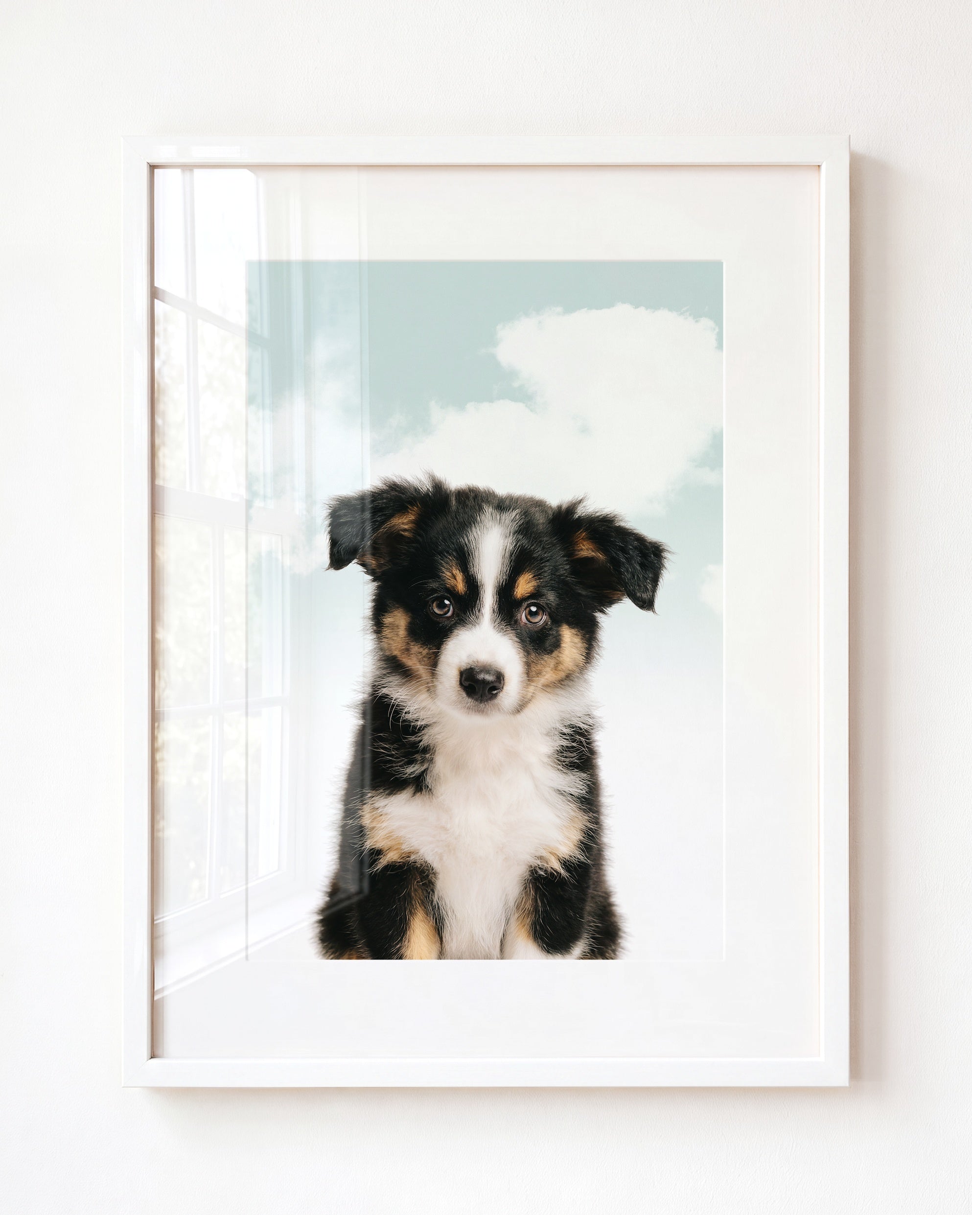 Baby Australian Shepherd Puppy