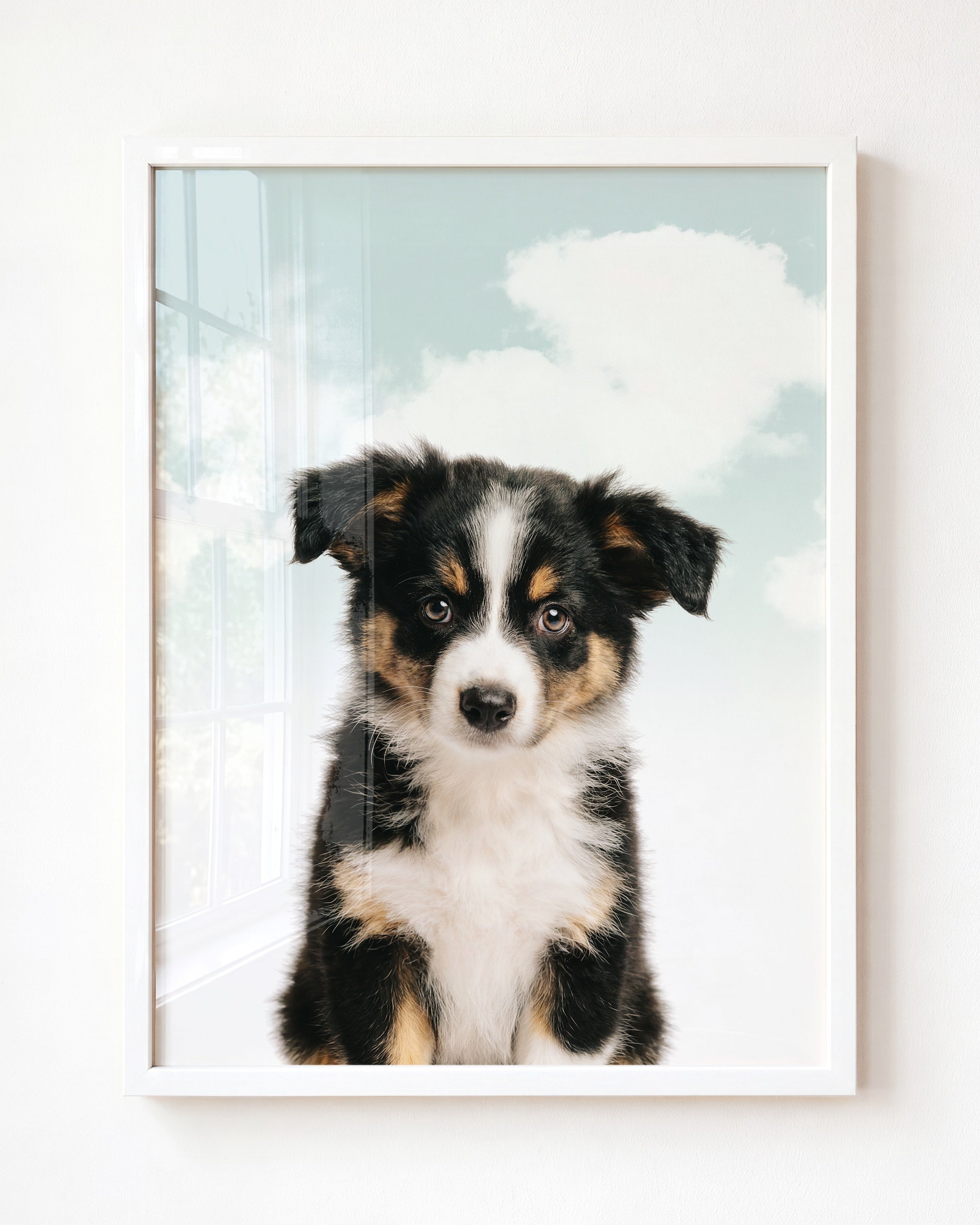 Baby Australian Shepherd Puppy