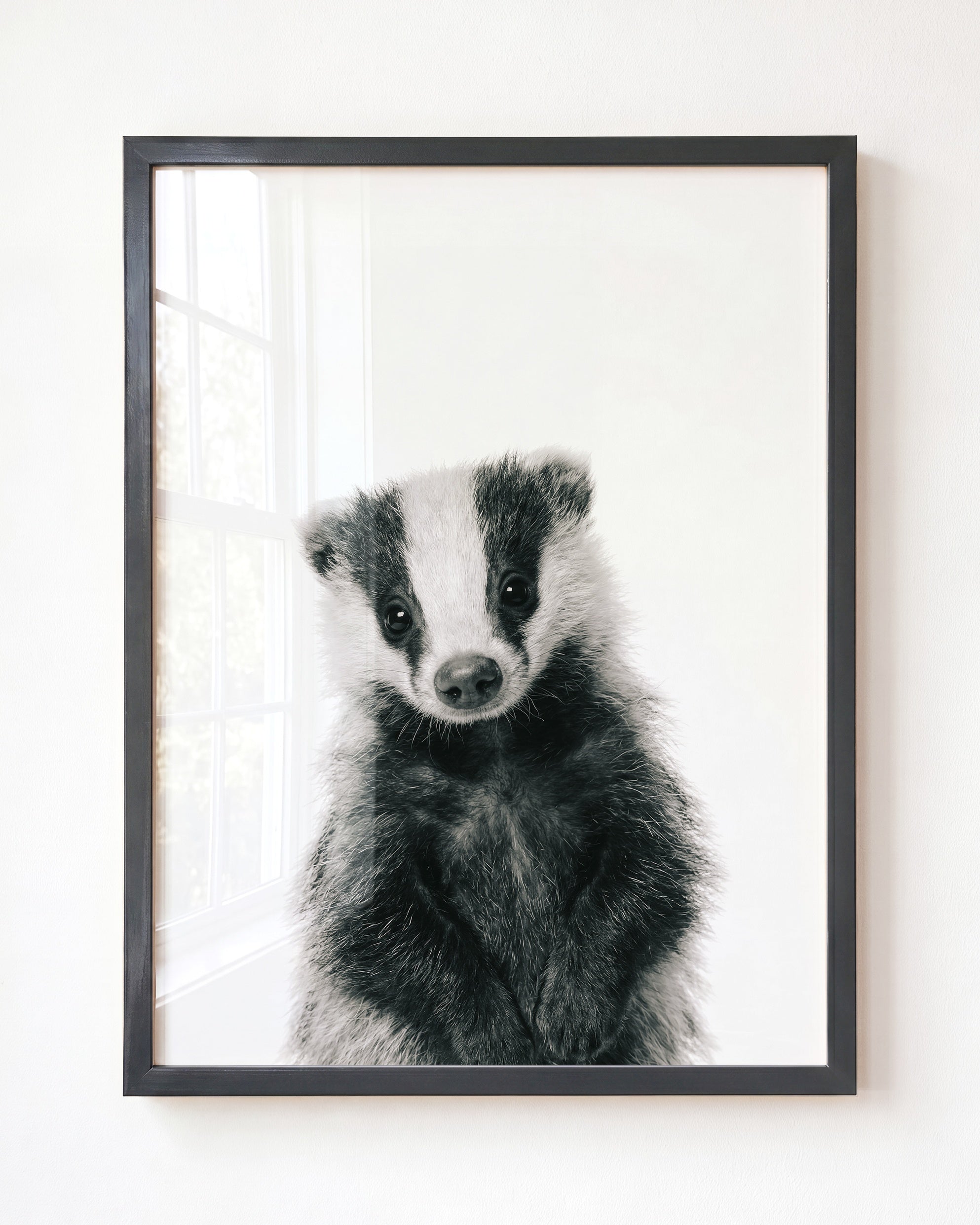 Baby Badger