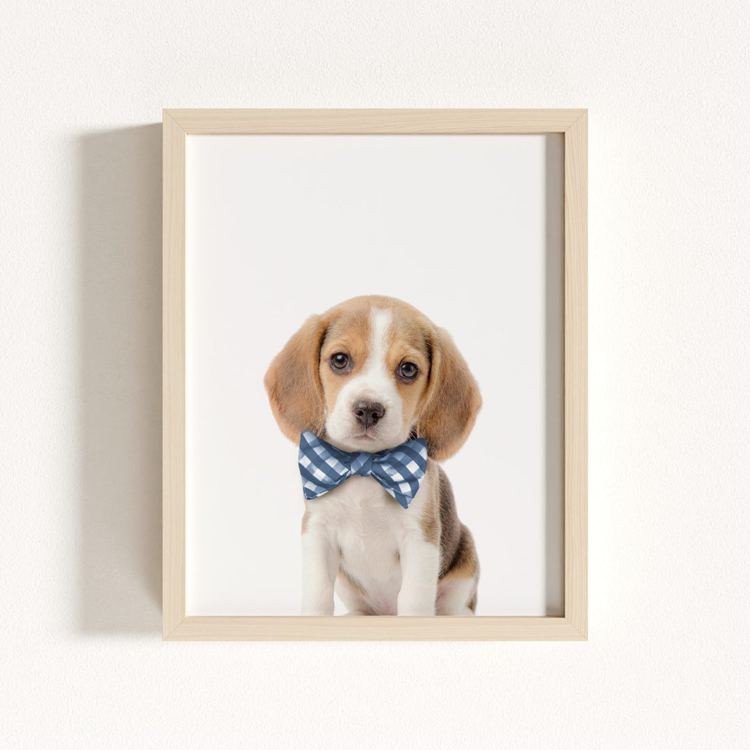 Baby Beagle Puppy