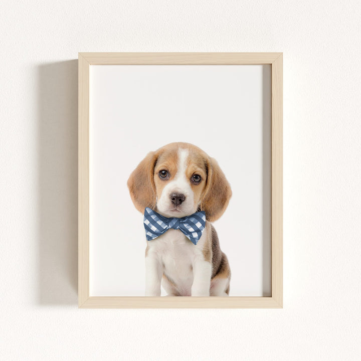 Baby Beagle Puppy