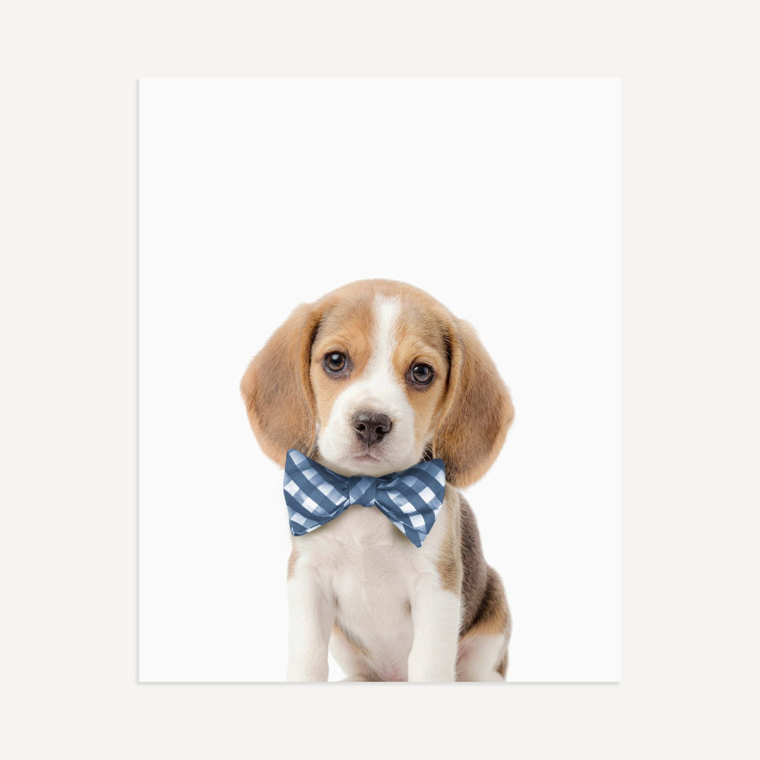 Baby Beagle Puppy