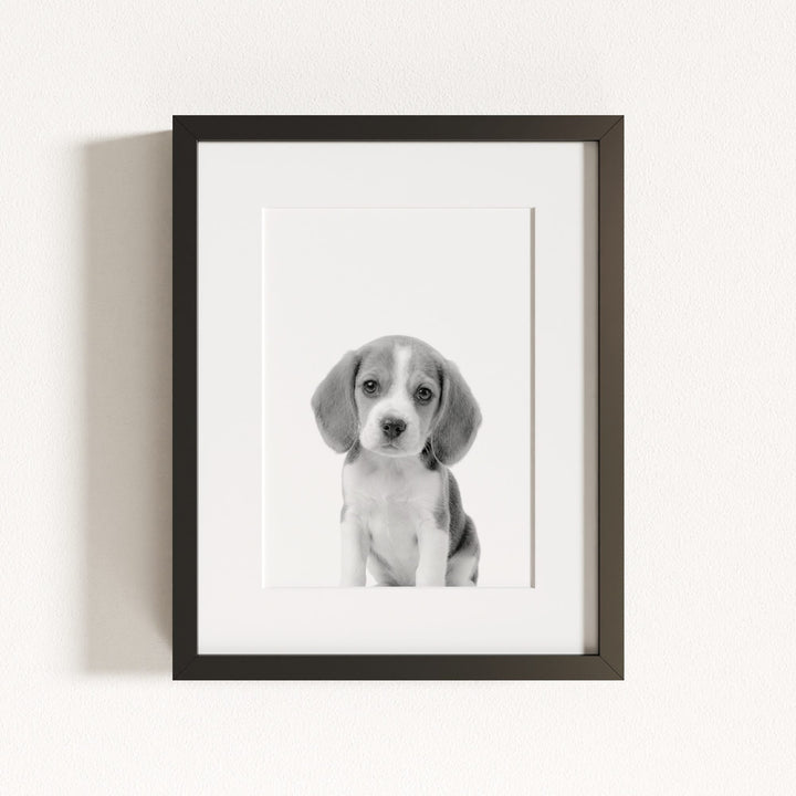 Baby Beagle Puppy