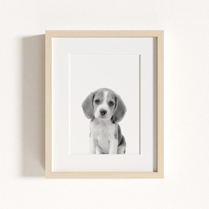 Baby Beagle Puppy