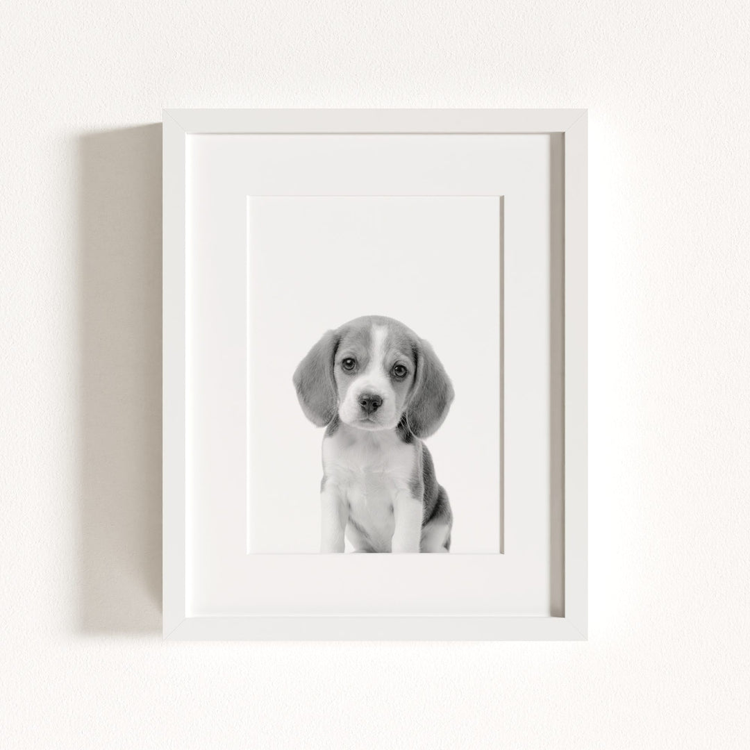 Baby Beagle Puppy