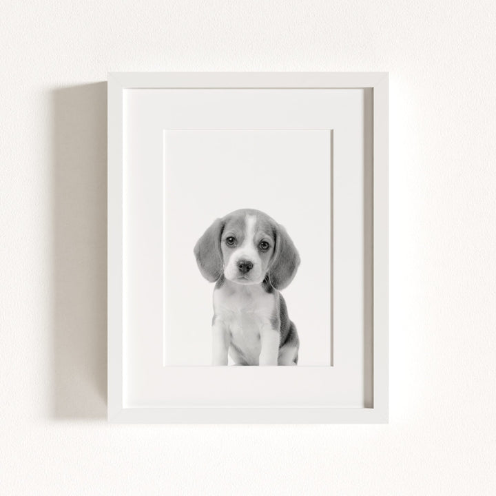 Baby Beagle Puppy