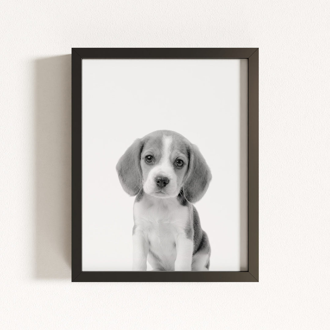 Baby Beagle Puppy