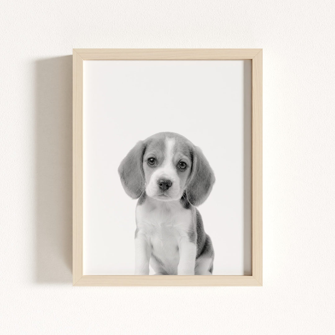 Baby Beagle Puppy