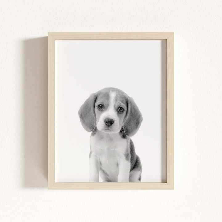 Baby Beagle Puppy